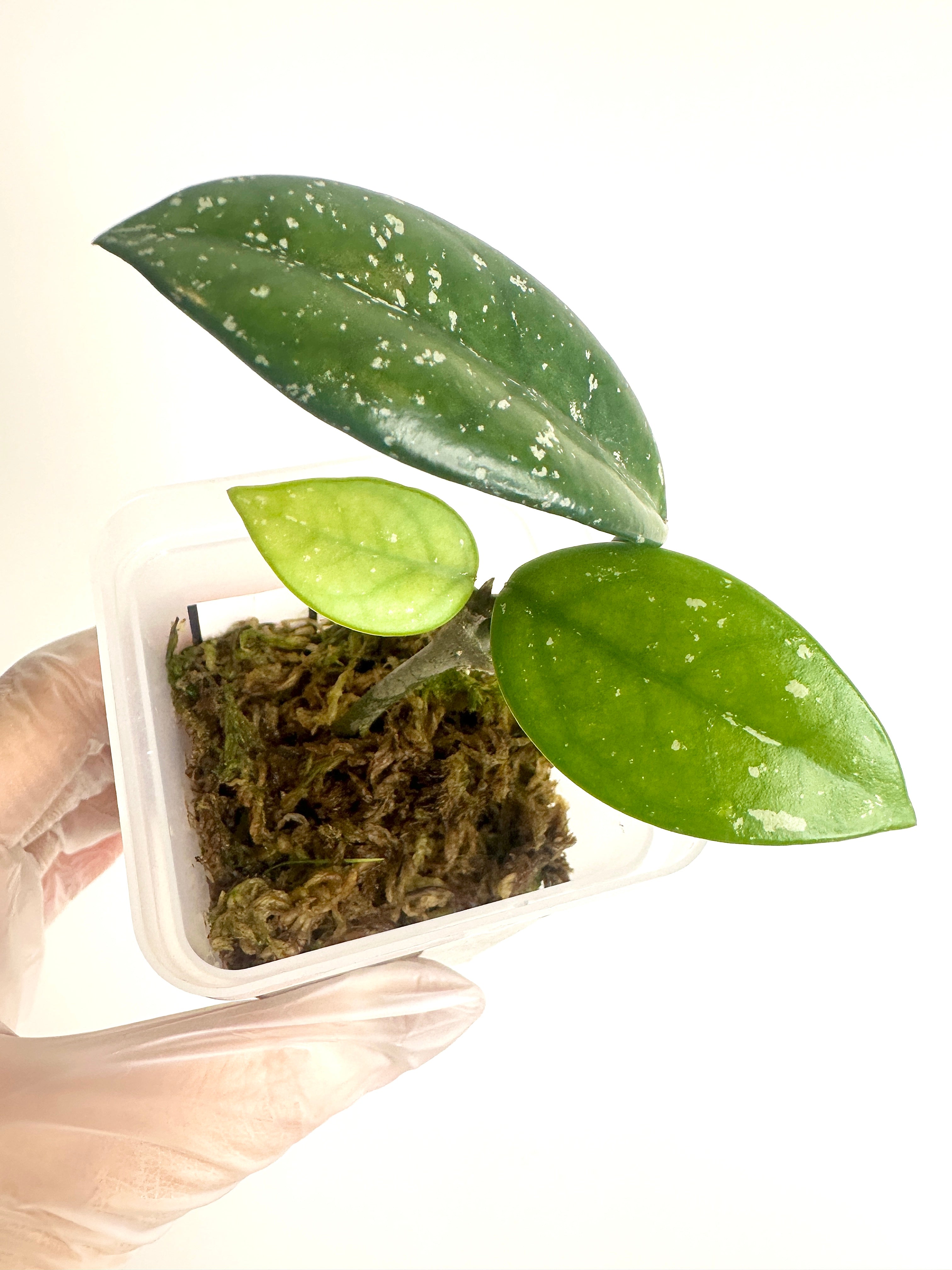 Hoya Carnosa ‘Wilbur Graves China’