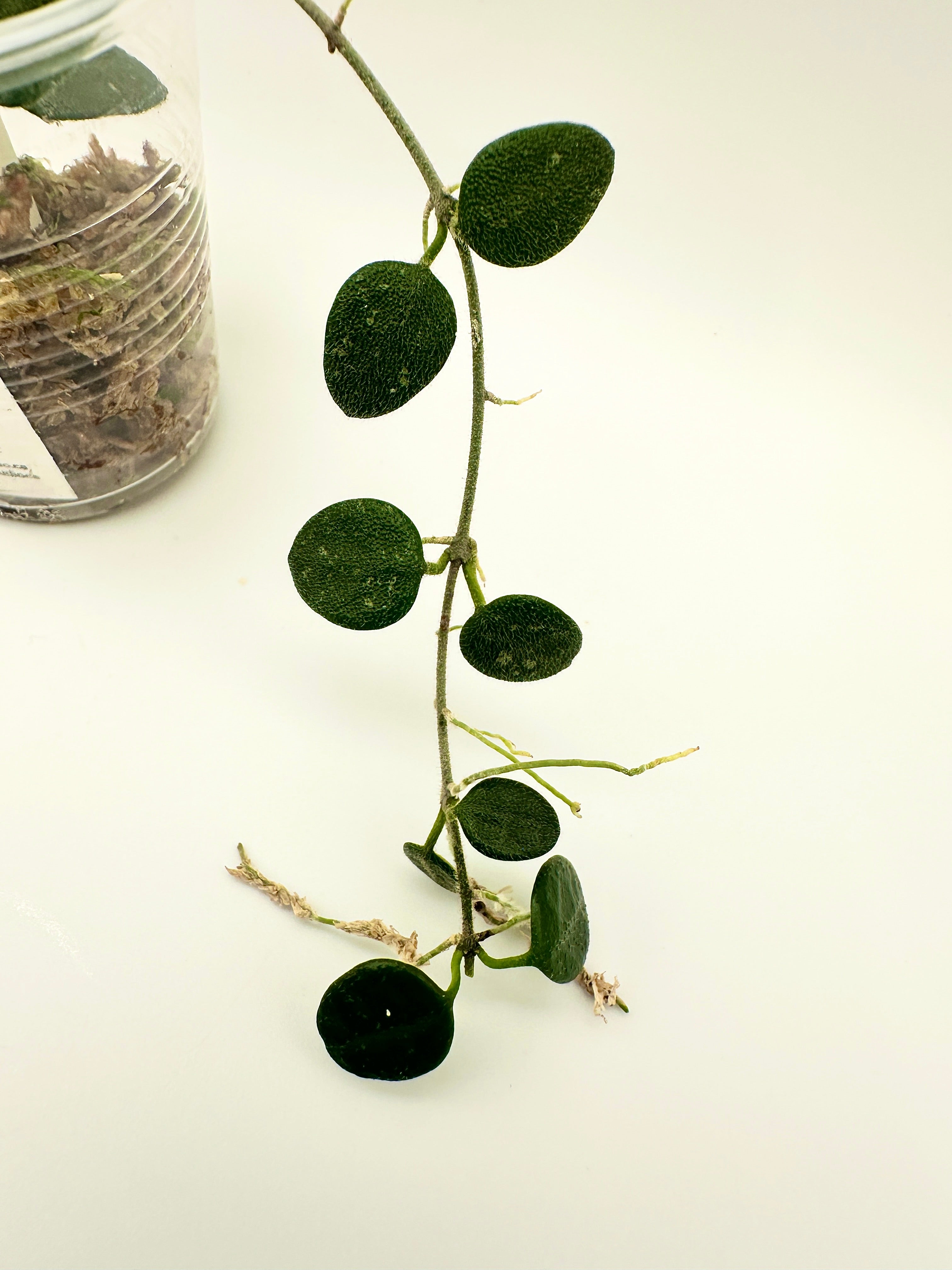 Hoya Serpens (B)