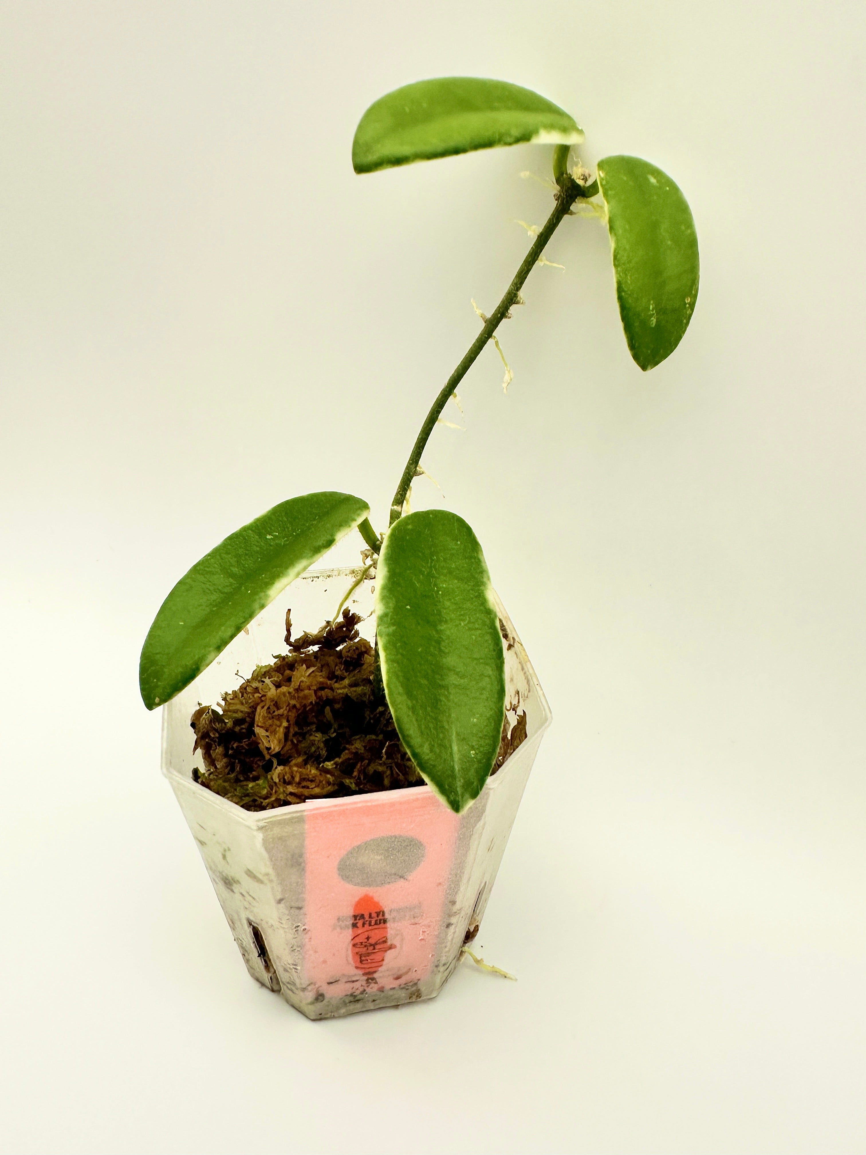 Hoya Lyi Prism - Pink Flower (C)