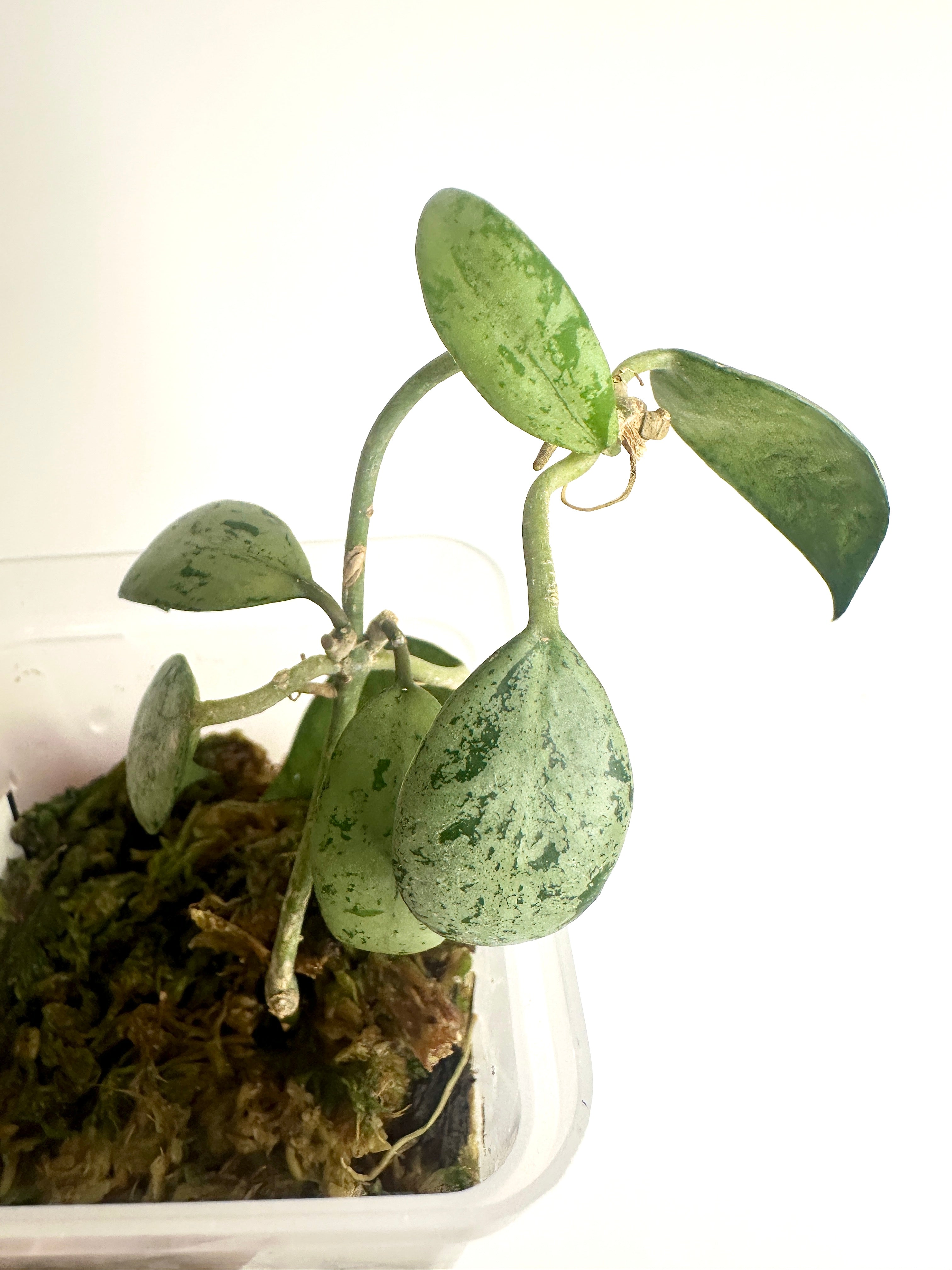 Hoya Lacunosa ‘Sulcata’