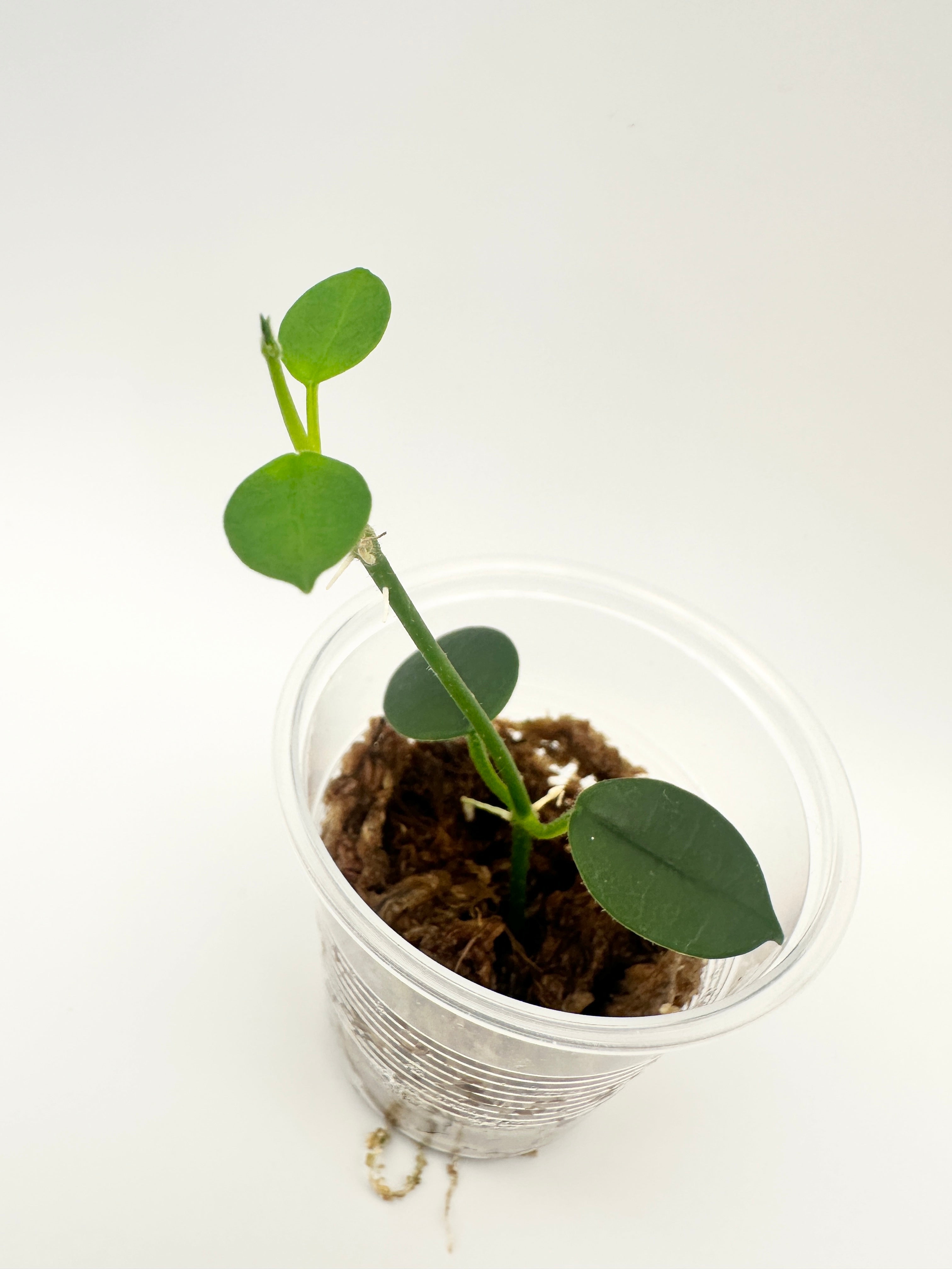 Hoya Lithophytica