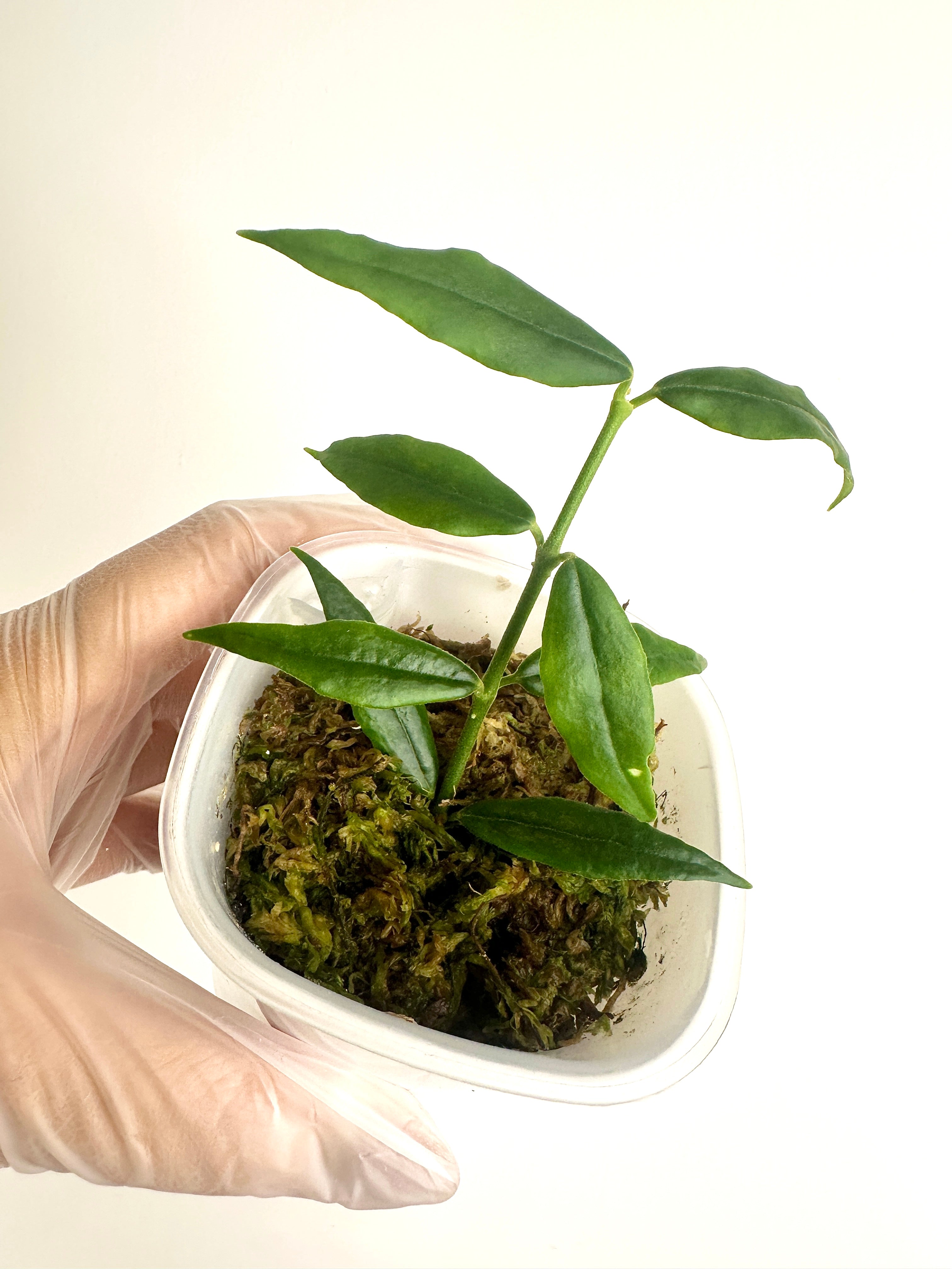 Hoya Paxtonii (with SWP)