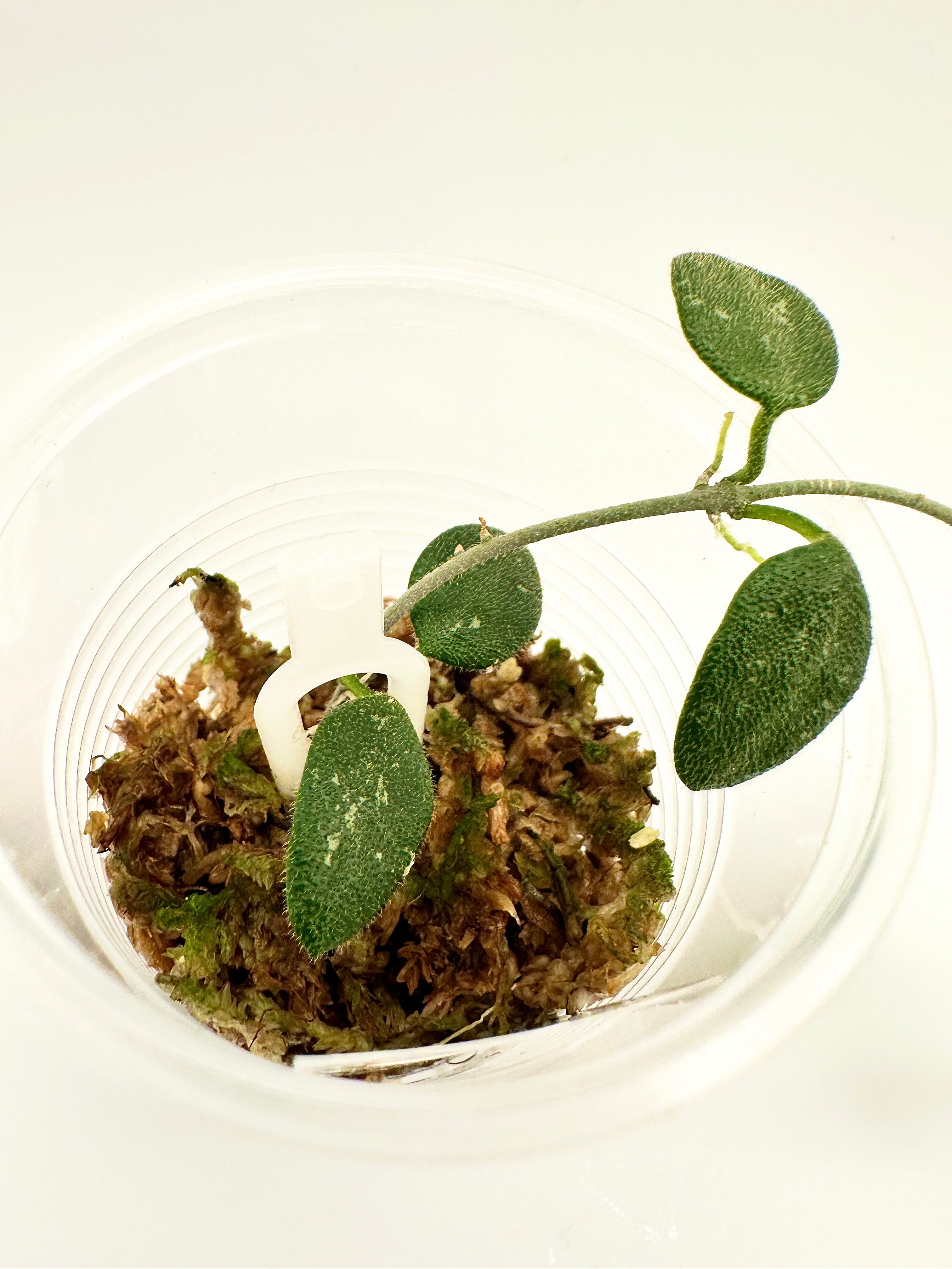 Hoya Serpens (B)