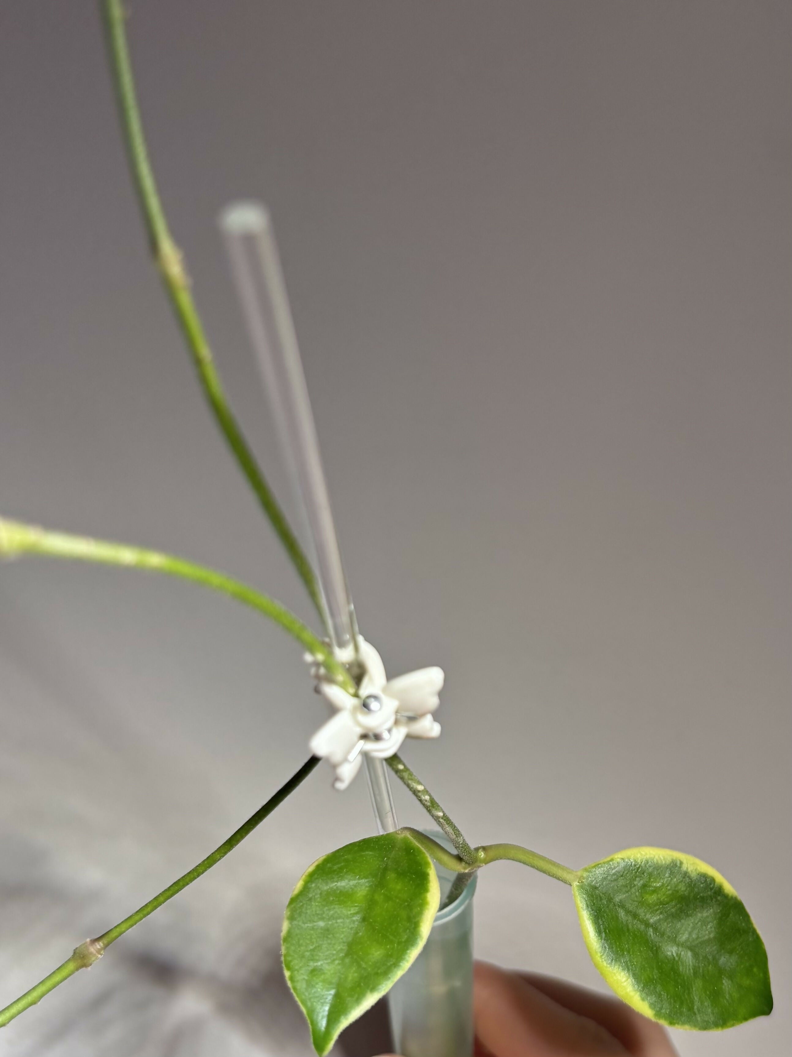 Hoya Australis Albo