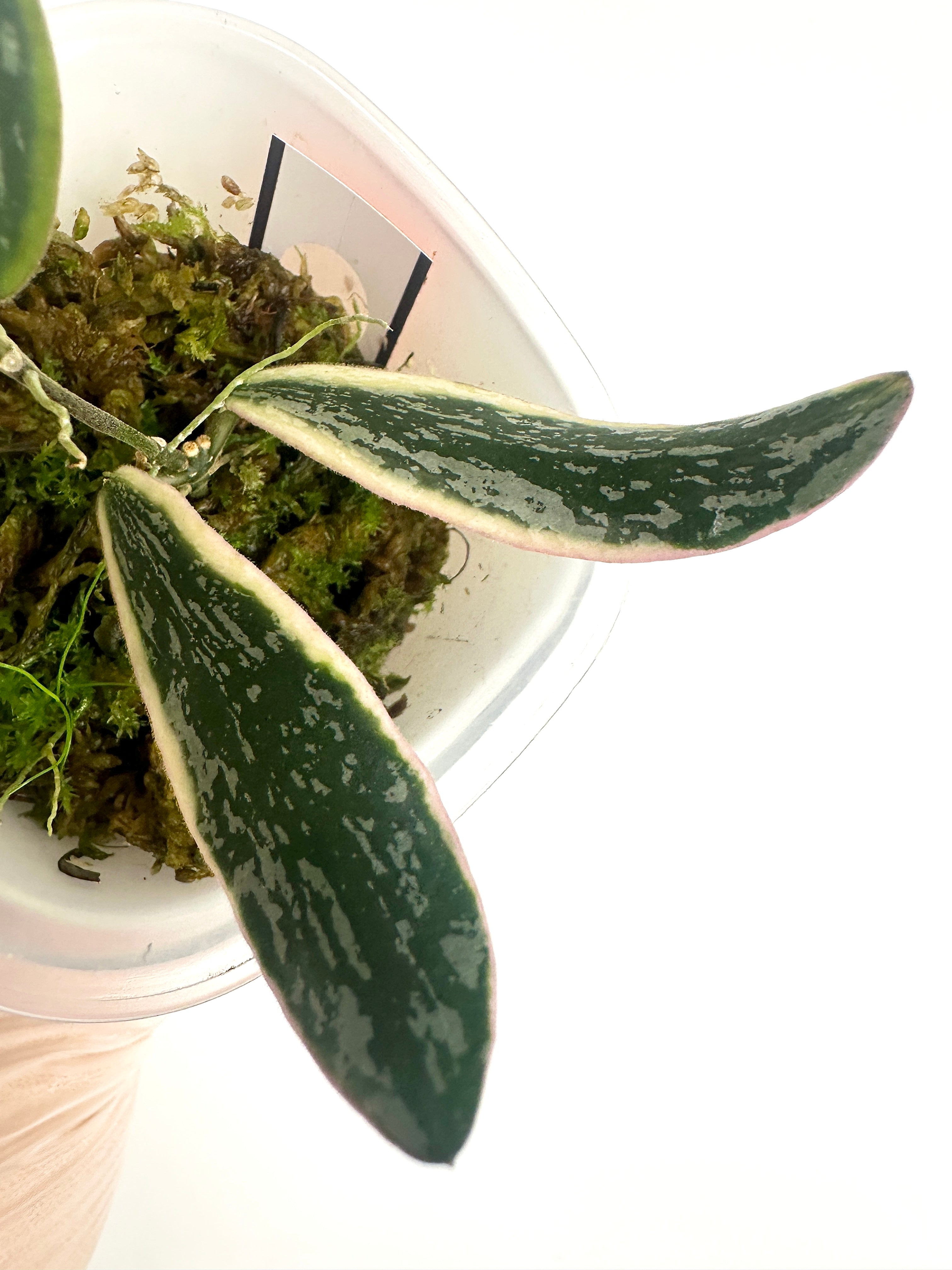 Hoya Sigillatis Albomarginata (with SWP)