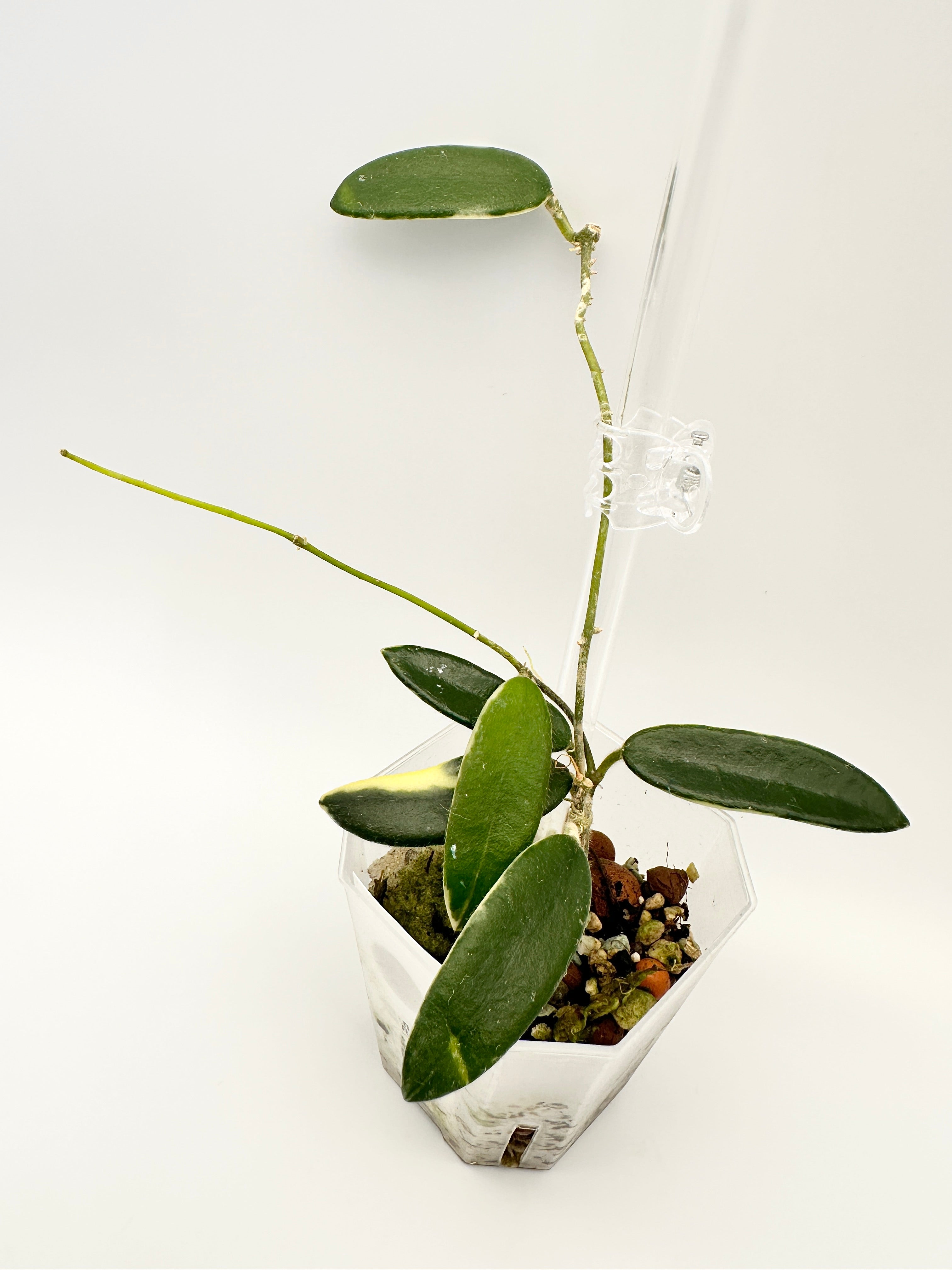 Hoya Lyi Prism (Pink Flower)