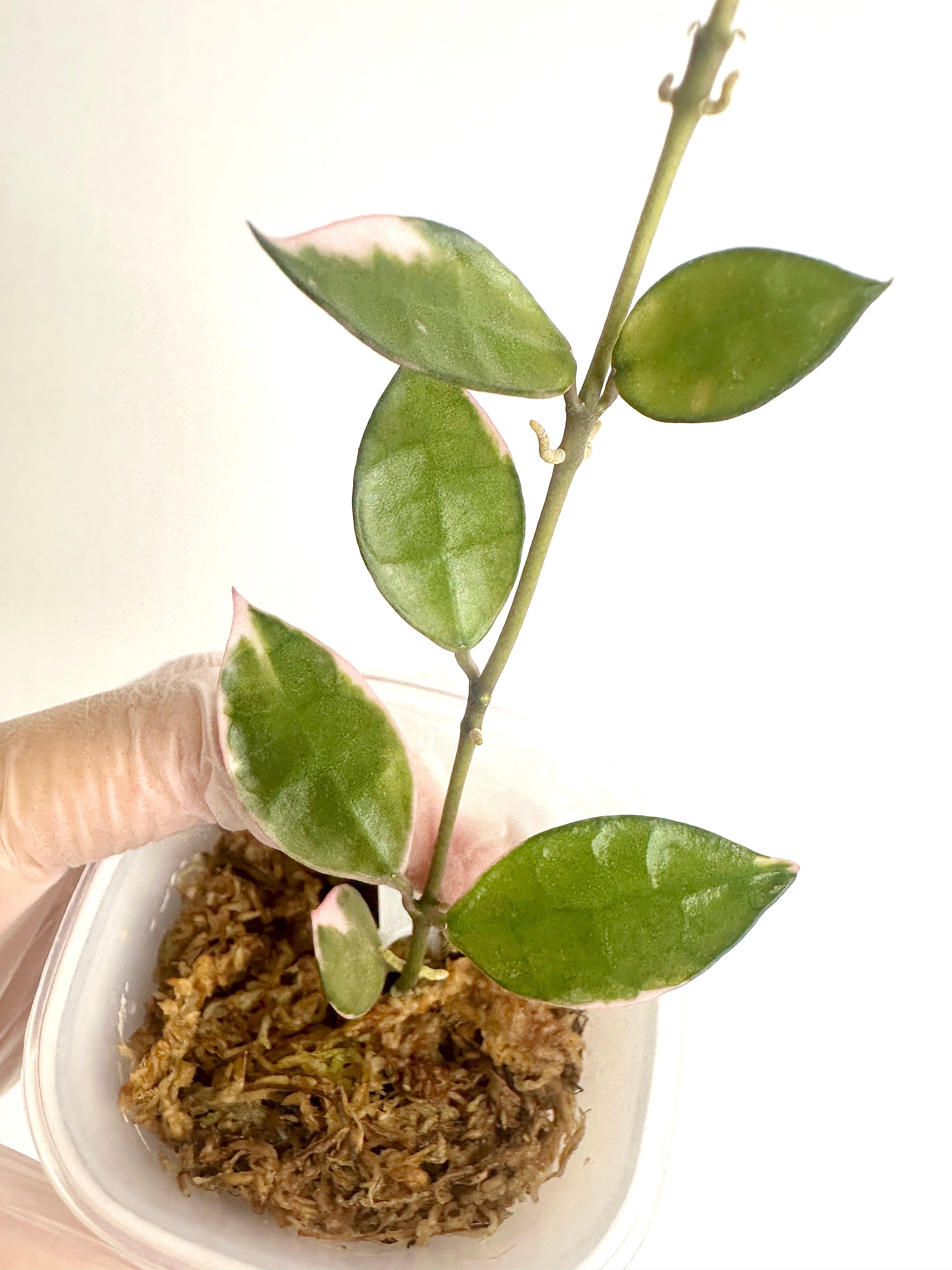 Hoya Lacunosa ‘Asami Clone 1’ (with SWP)