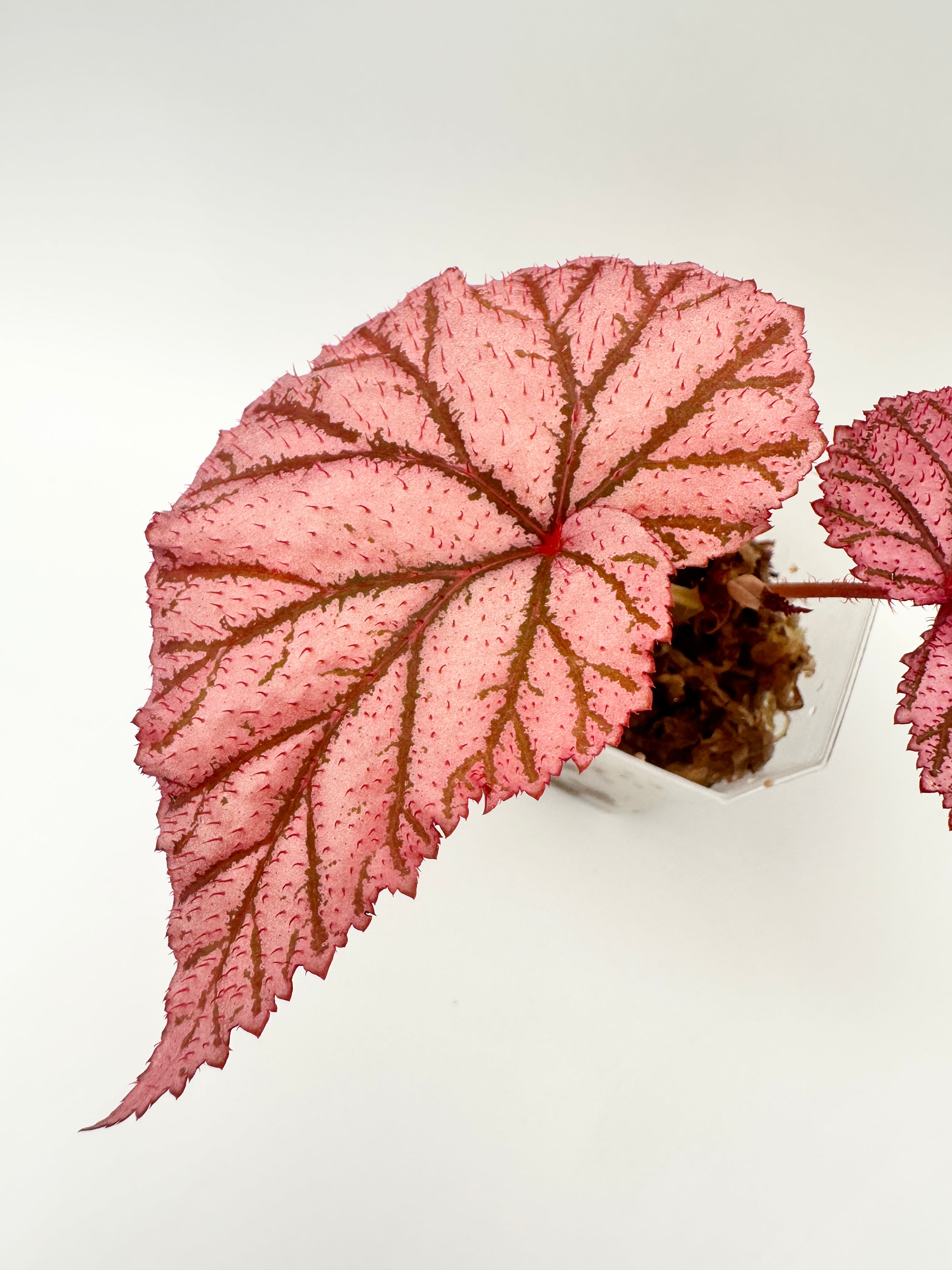 Begonia ‘Tingley Mallet’ A