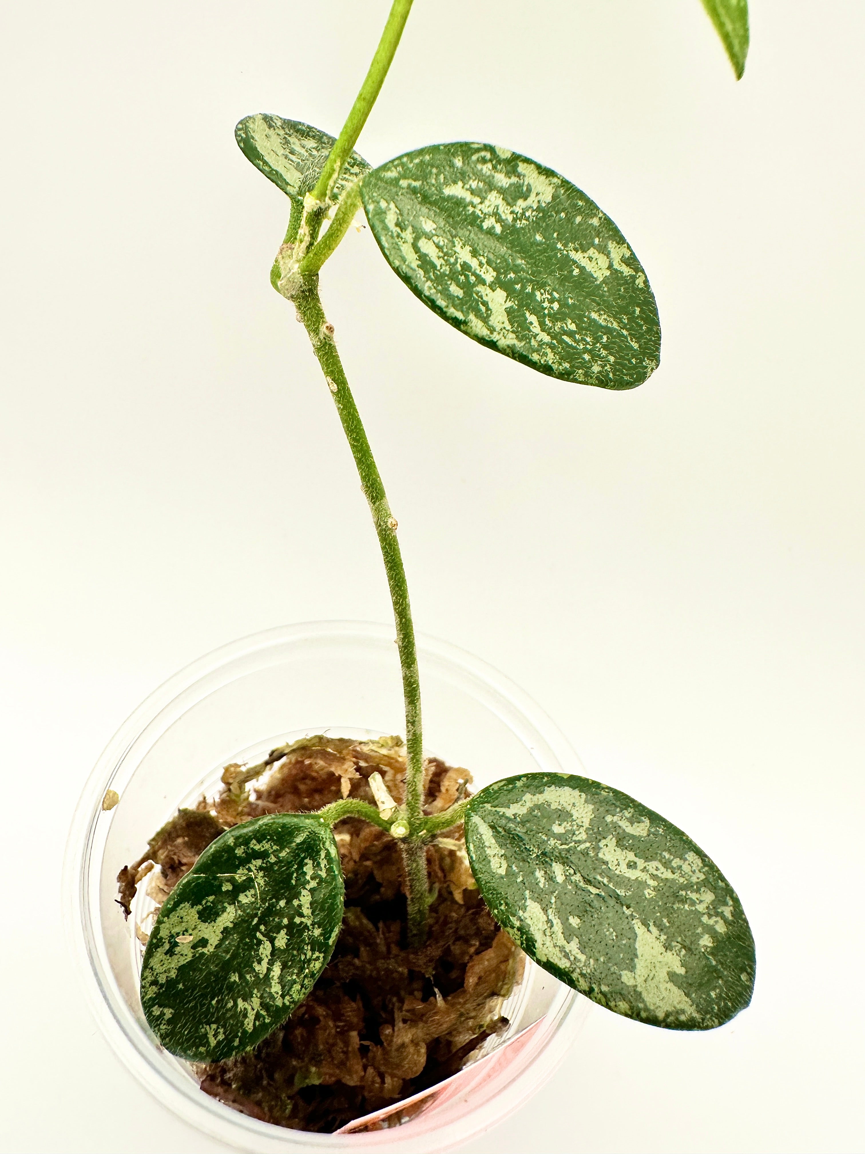 Hoya Lima Splash (A)