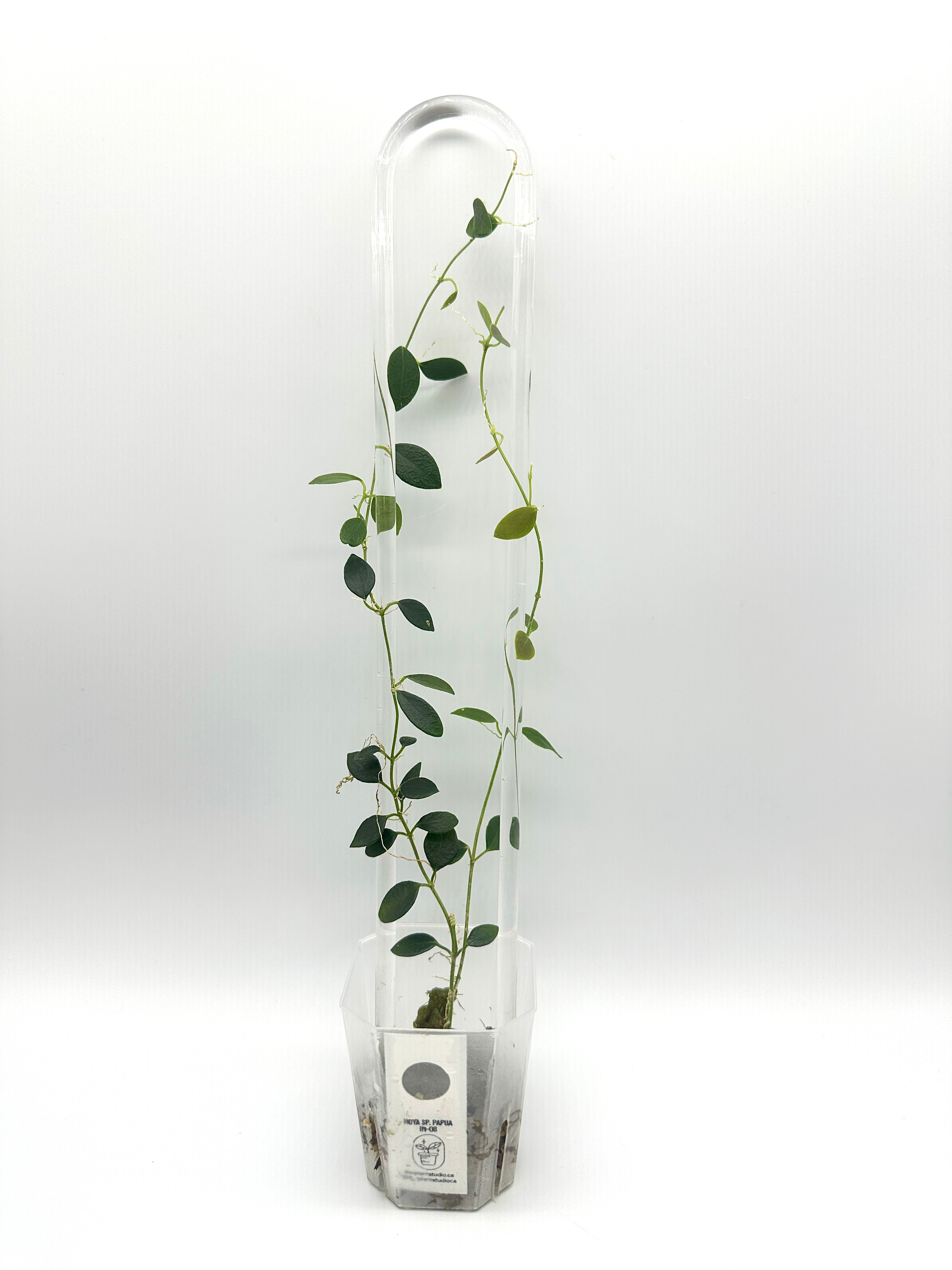 Hoya Sp. IM-08
