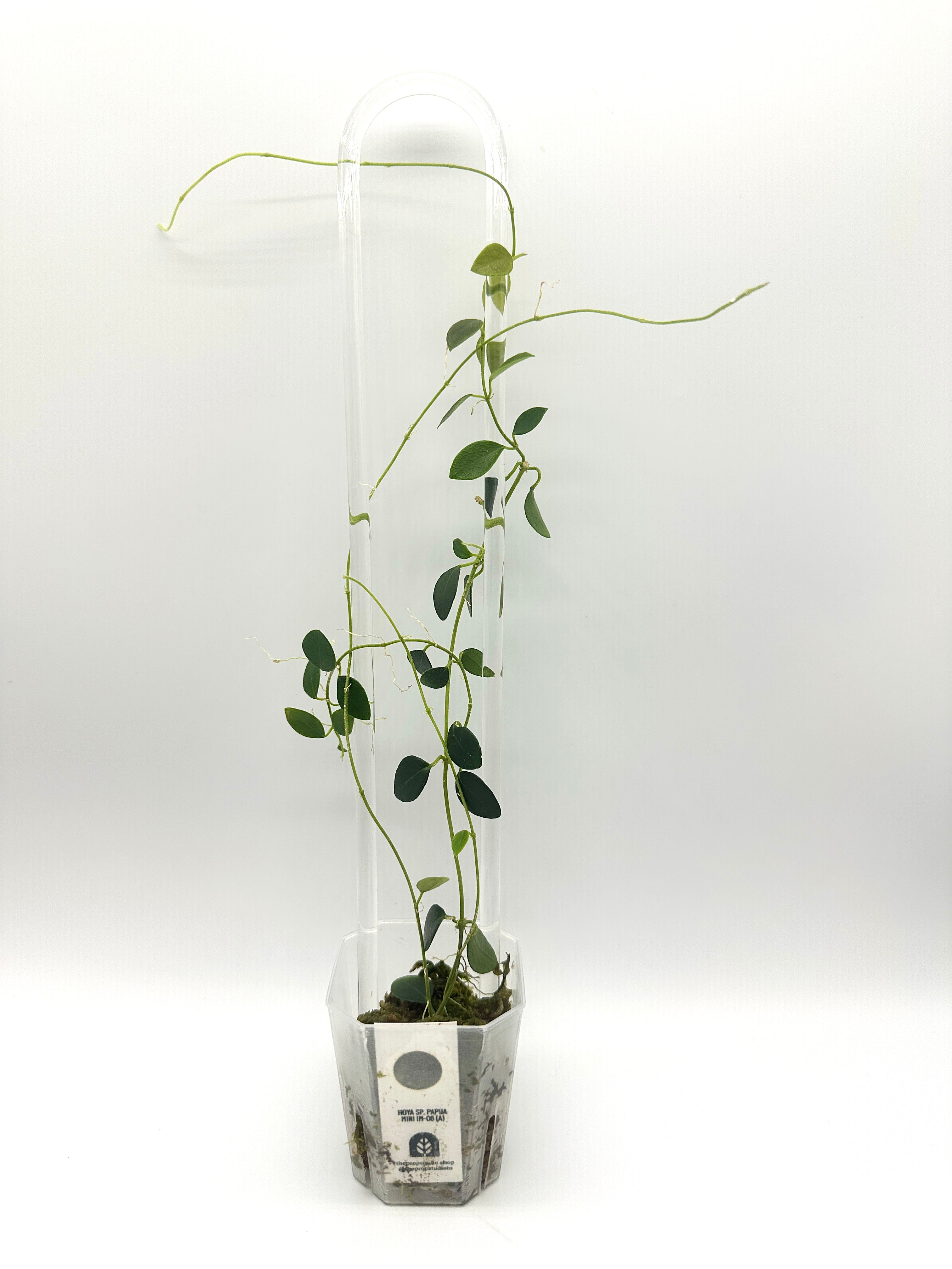 Hoya Sp. IM-08