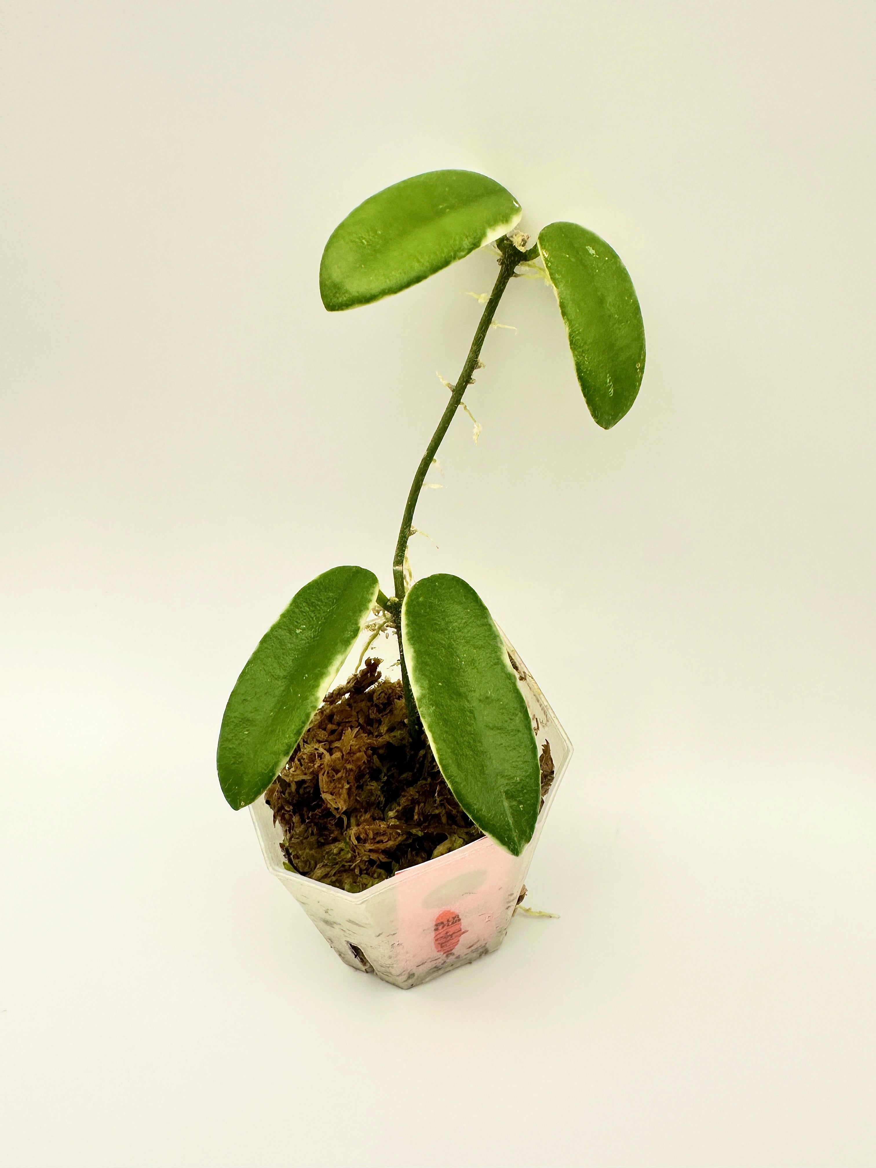 Hoya Lyi Prism - Pink Flower (C)