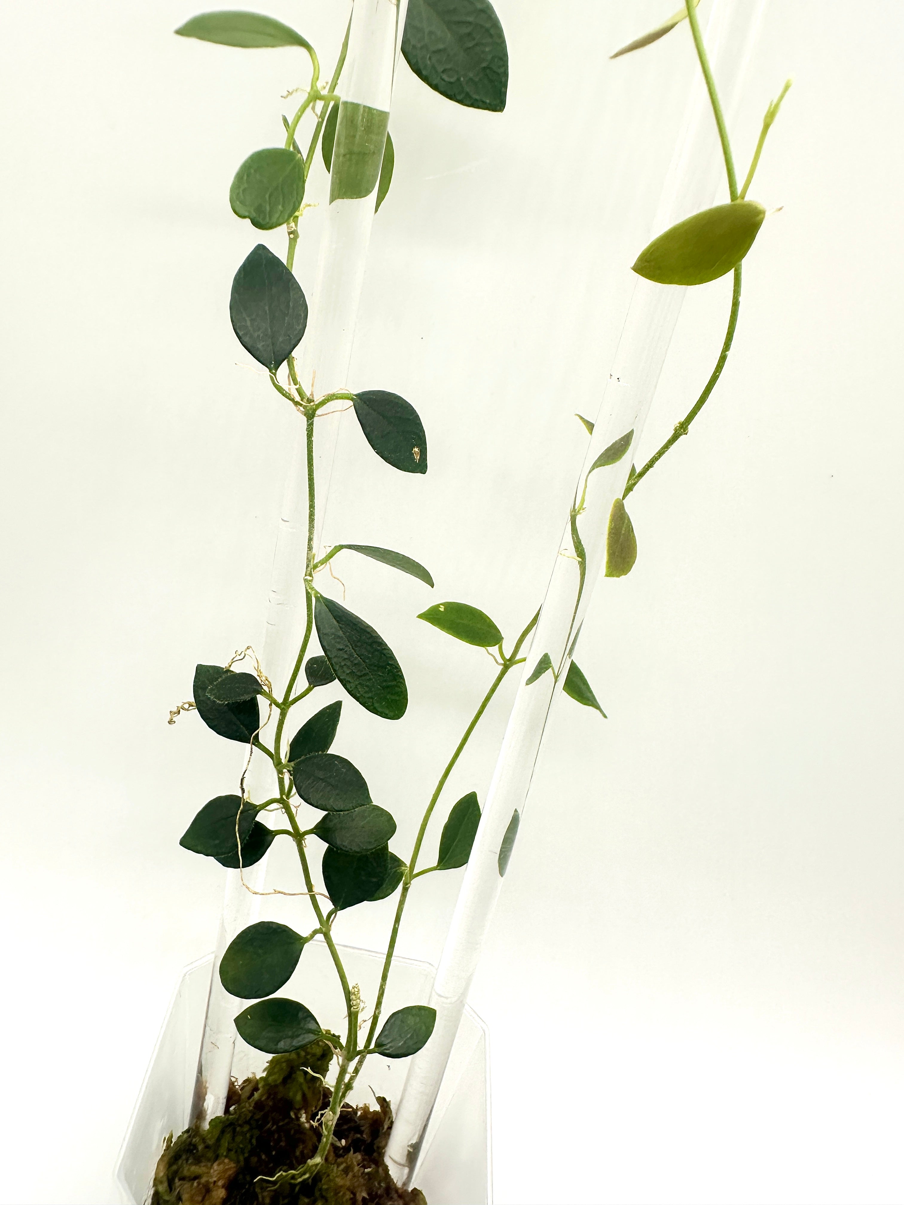 Hoya Sp. IM-08