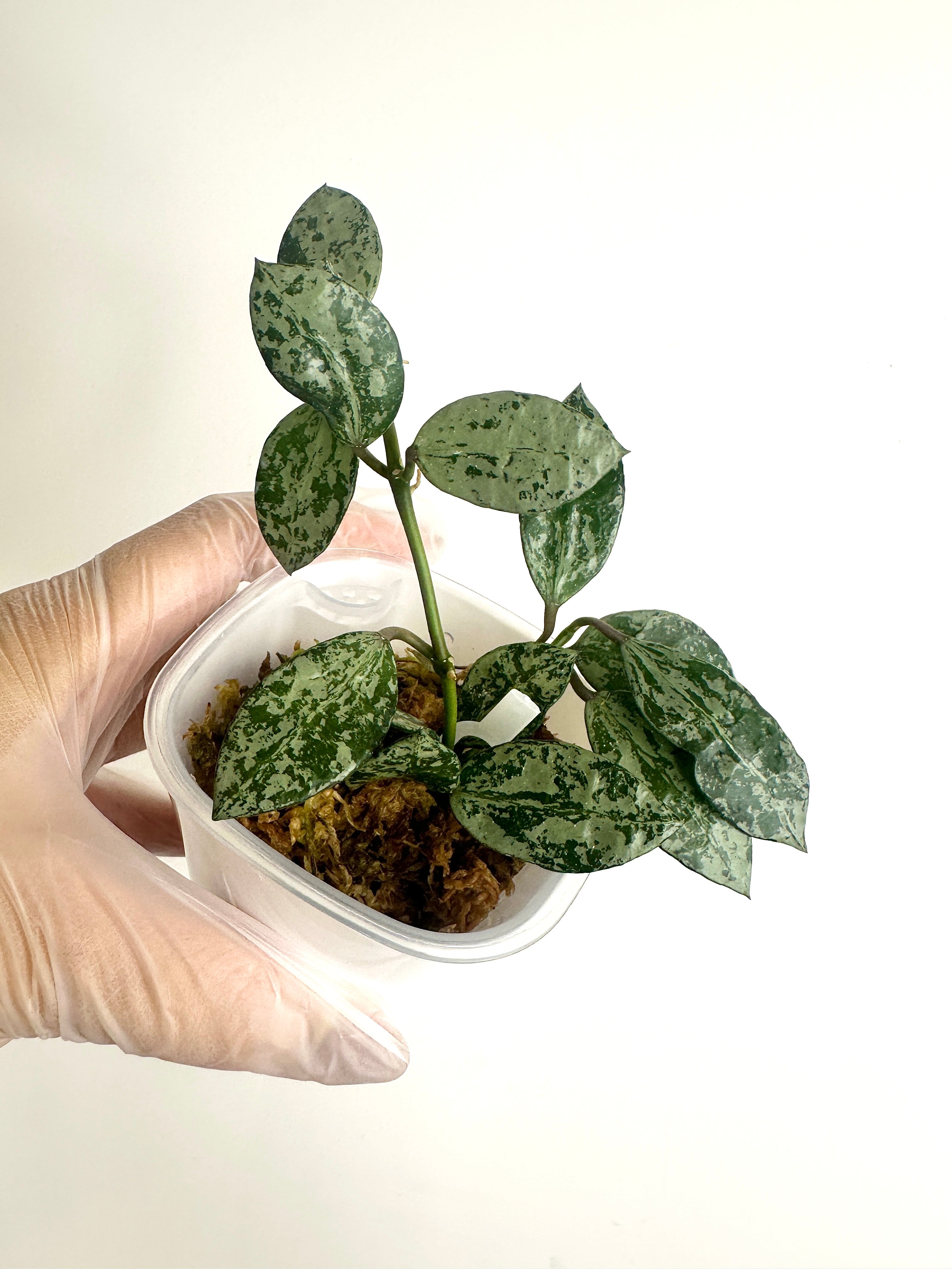 Hoya Lacunosa ‘Tiger Skin’ (with SWP)