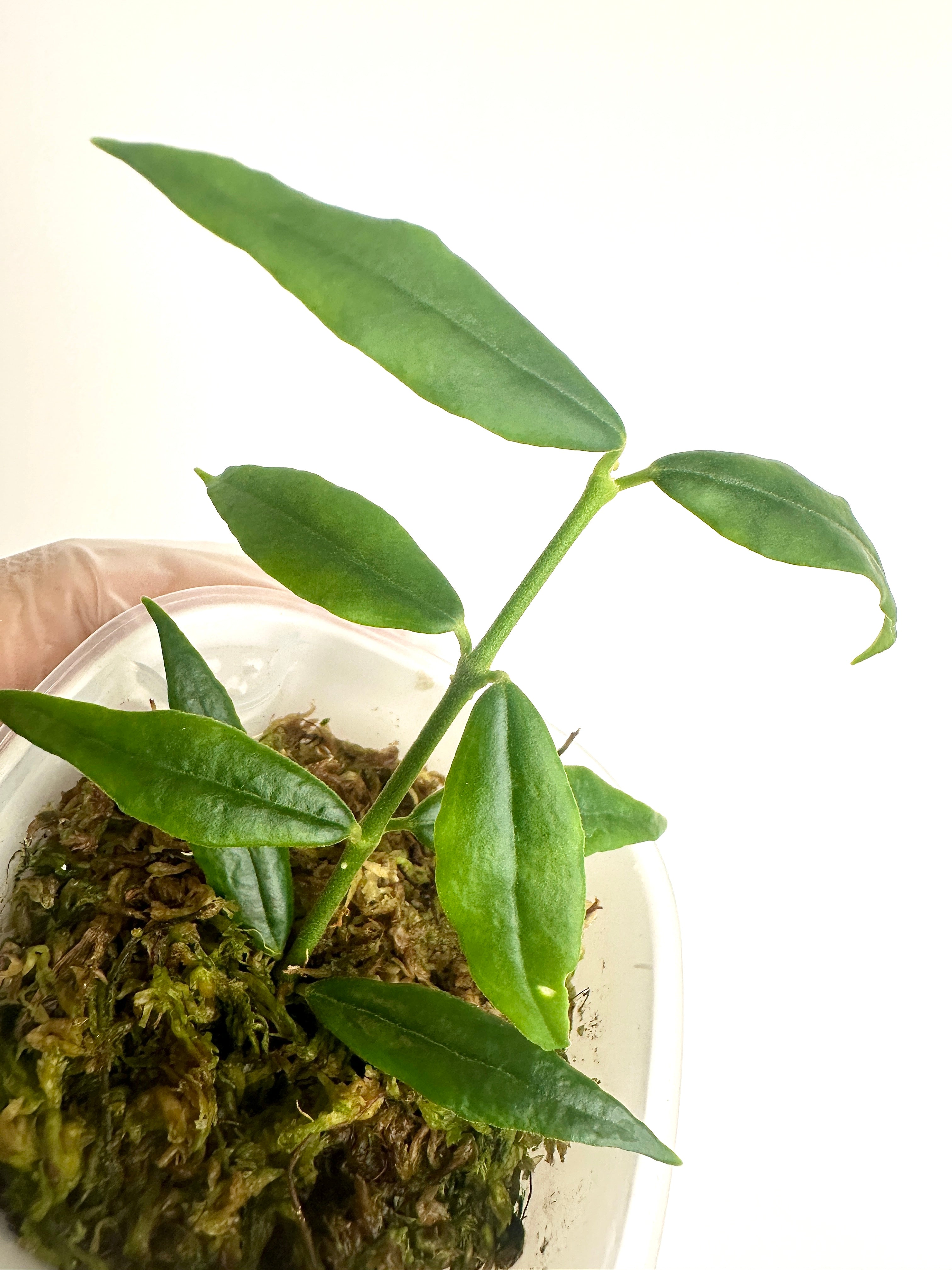 Hoya Paxtonii (with SWP)