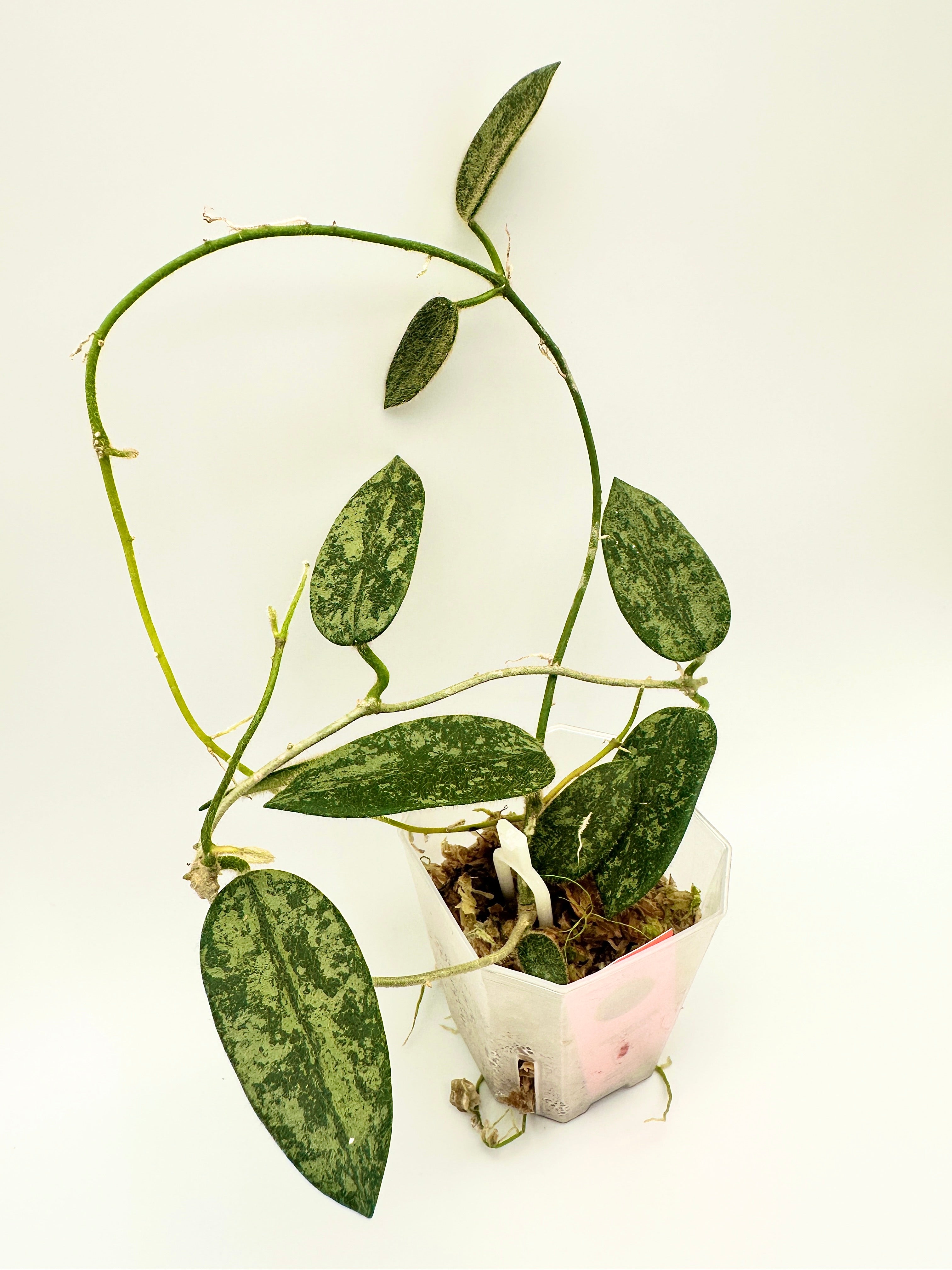 Hoya Thomsonii Splash (C)