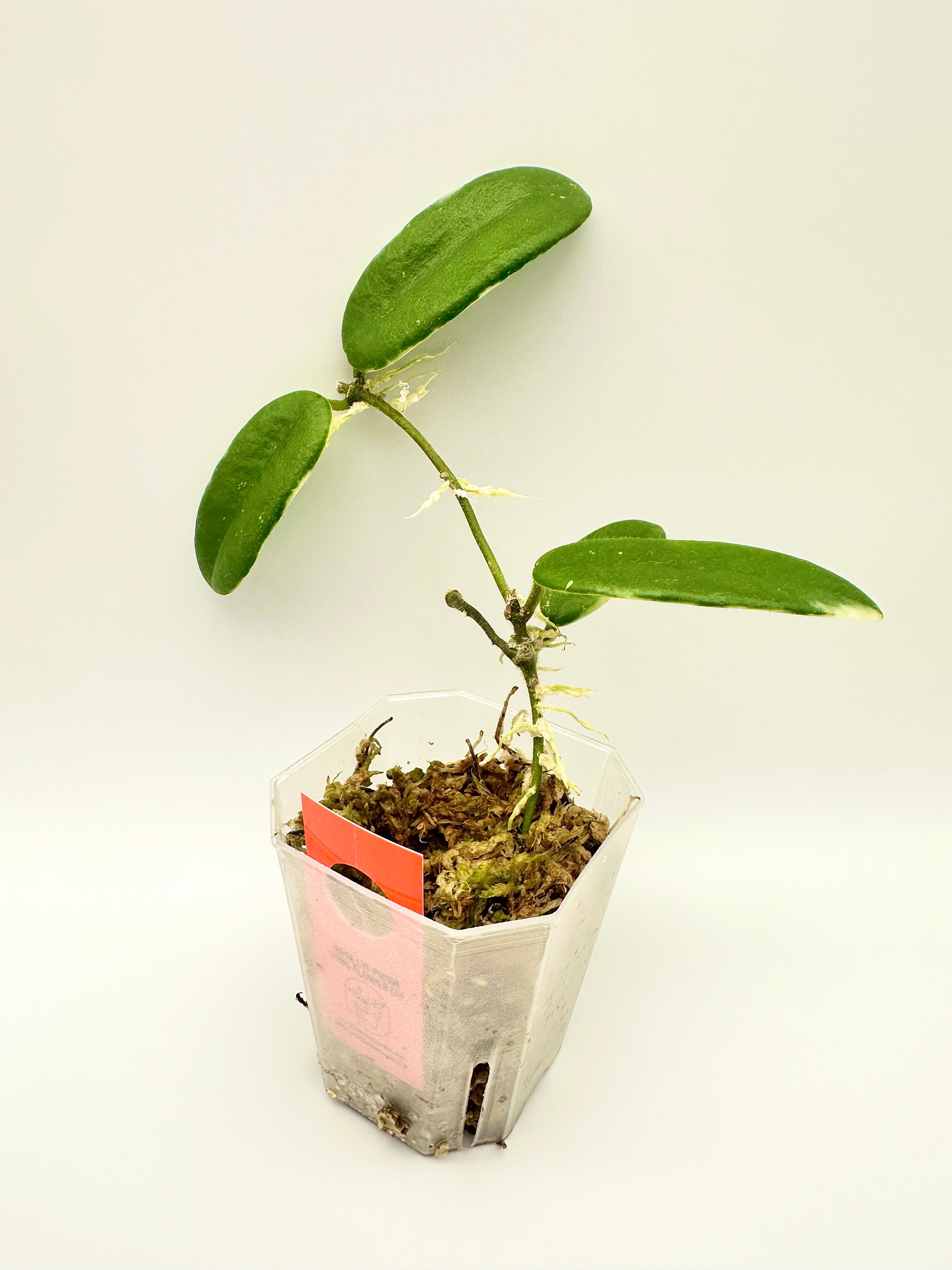 Hoya Lyi Prism - Pink Flower (A)