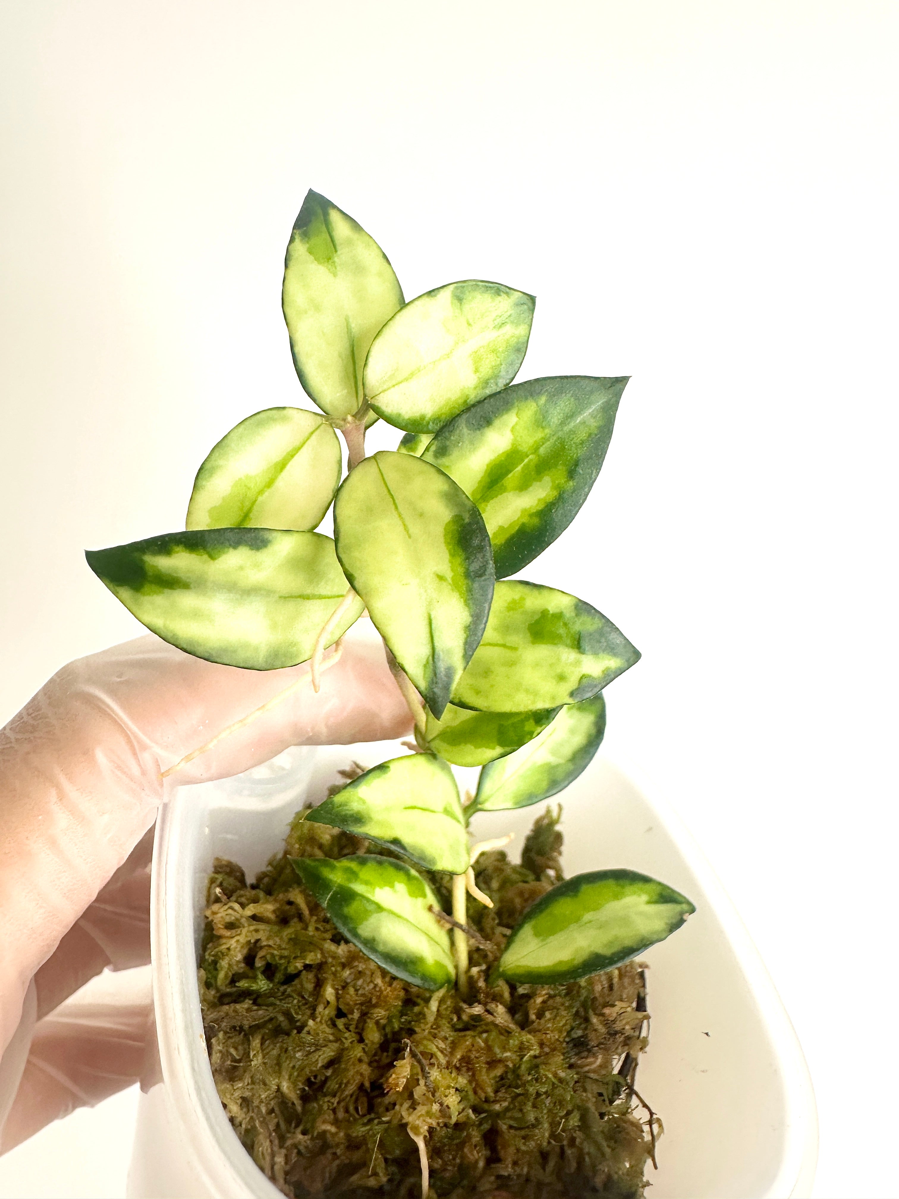Hoya Lacunosa ‘Tricolour Bruno’ (with SWP)