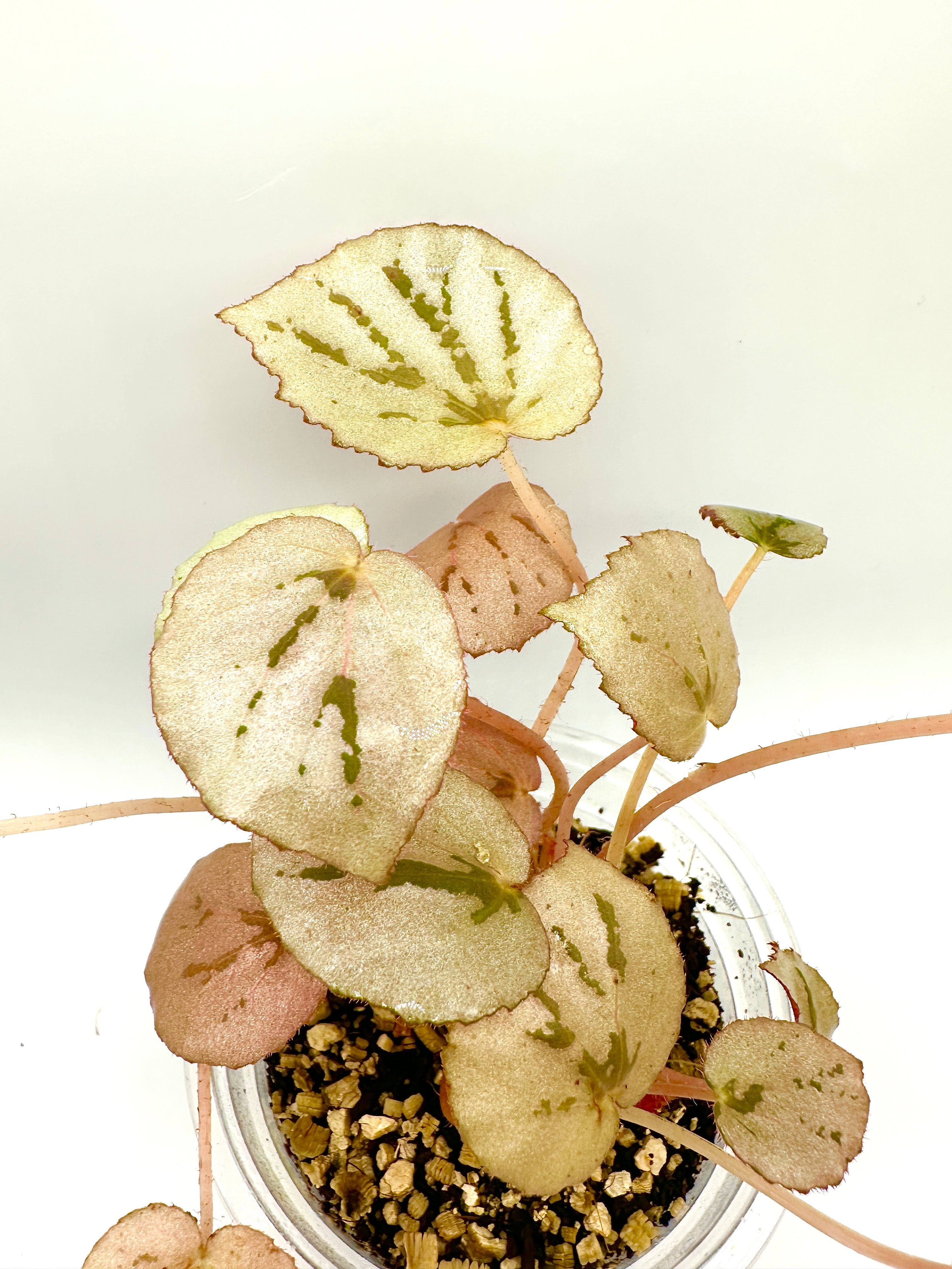 Begonia Martin’s Mystery