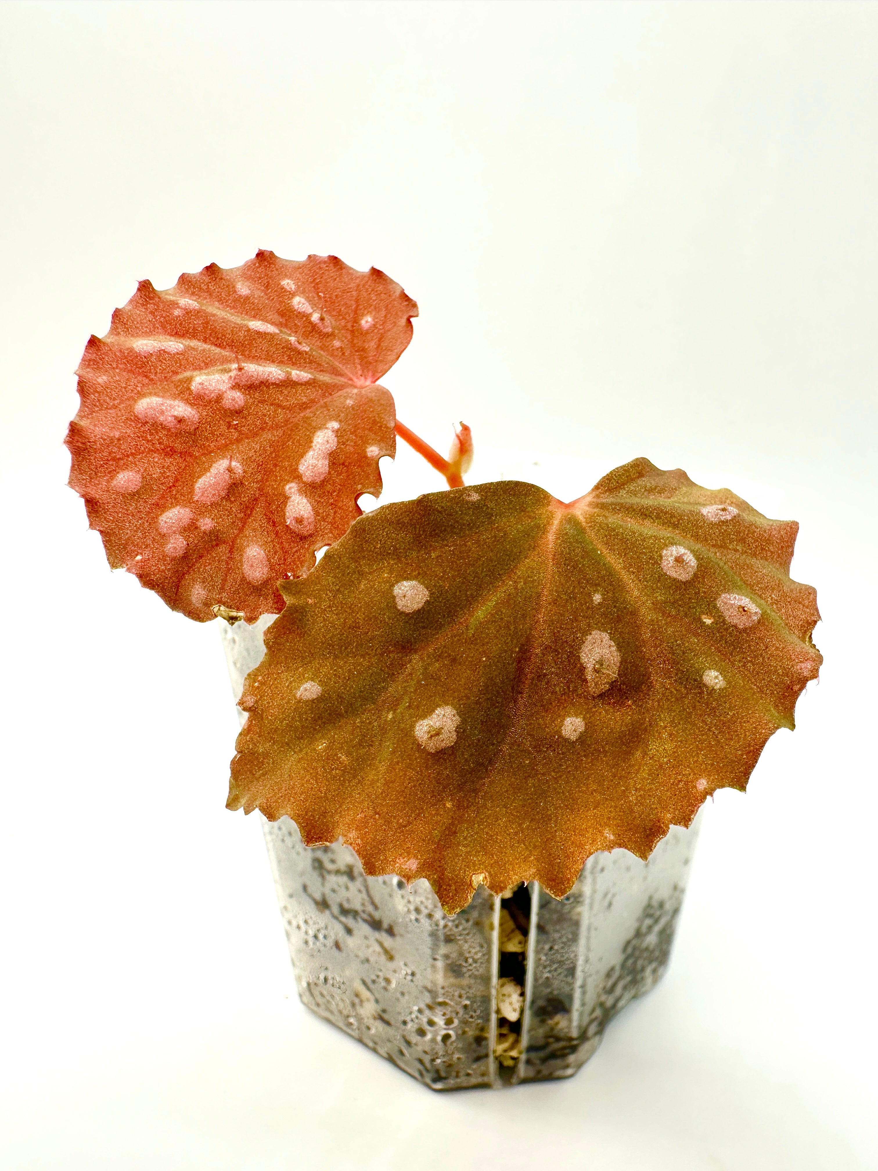 Begonia Sarawak Spots x Baik