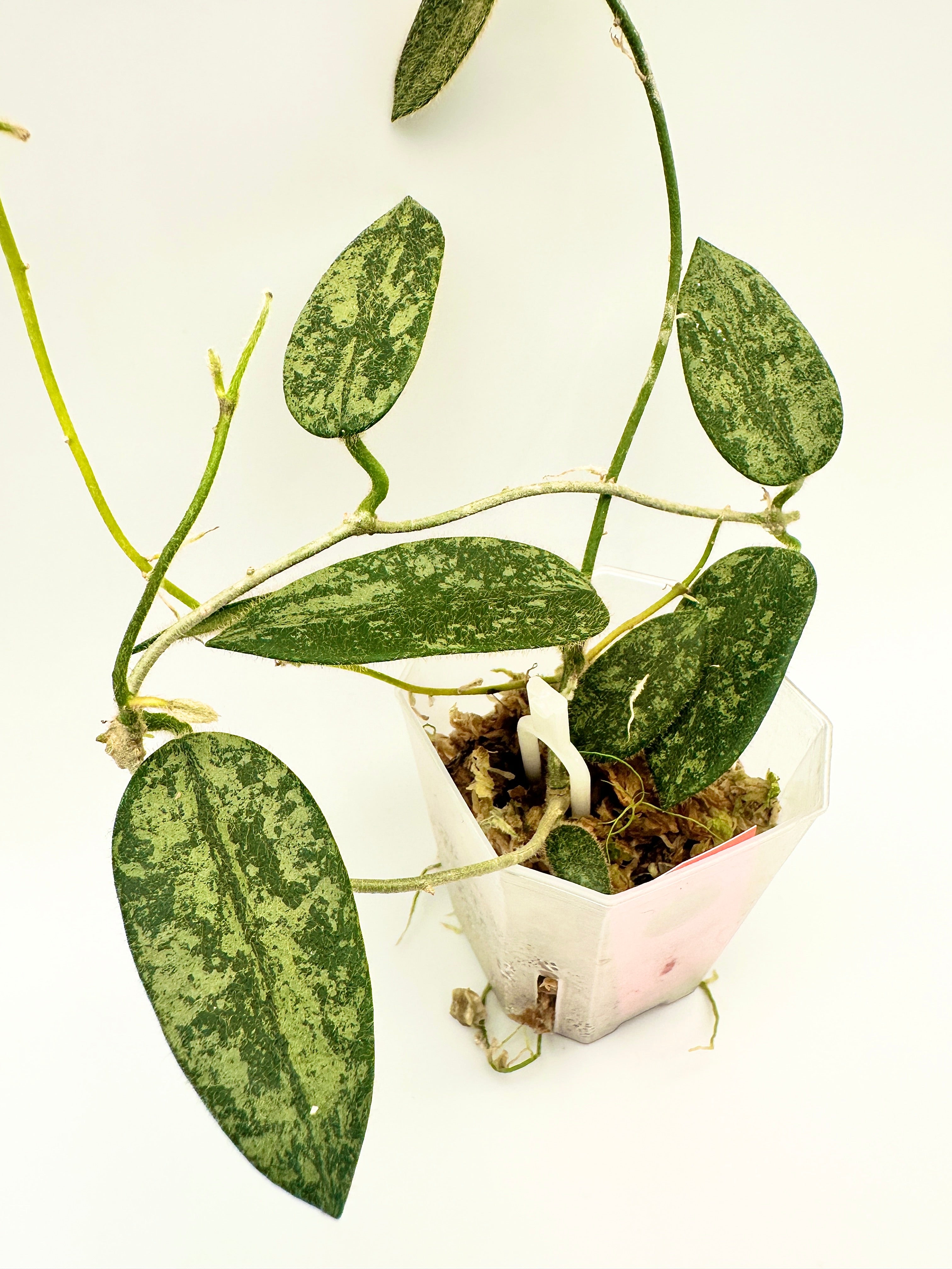 Hoya Thomsonii Splash (C)