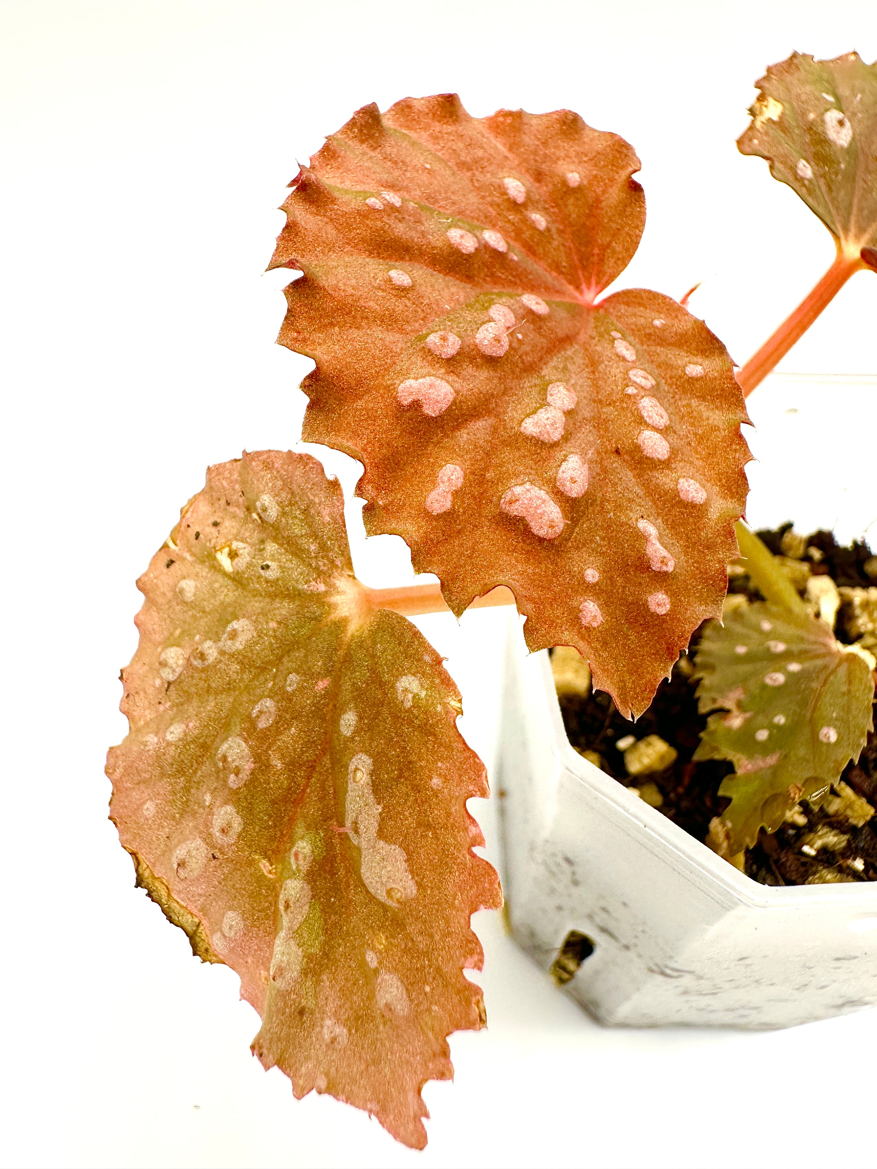 Begonia Sarawak Spots x Baik