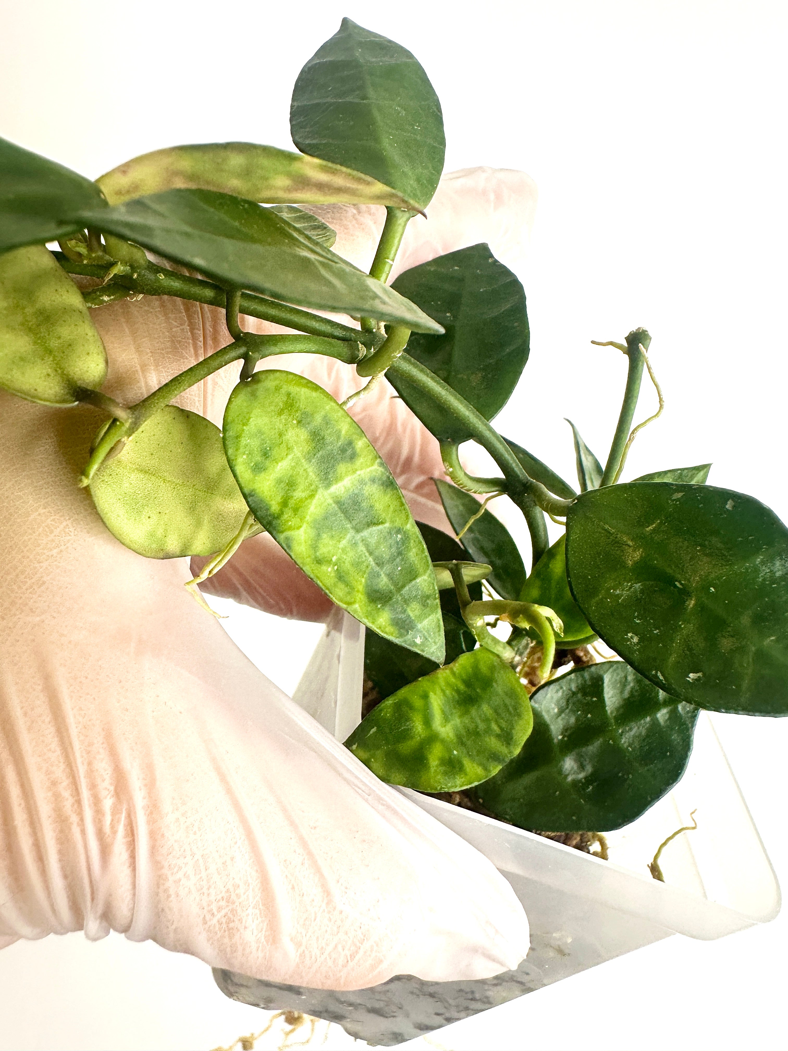 Hoya Lacunosa ‘Amarillo’