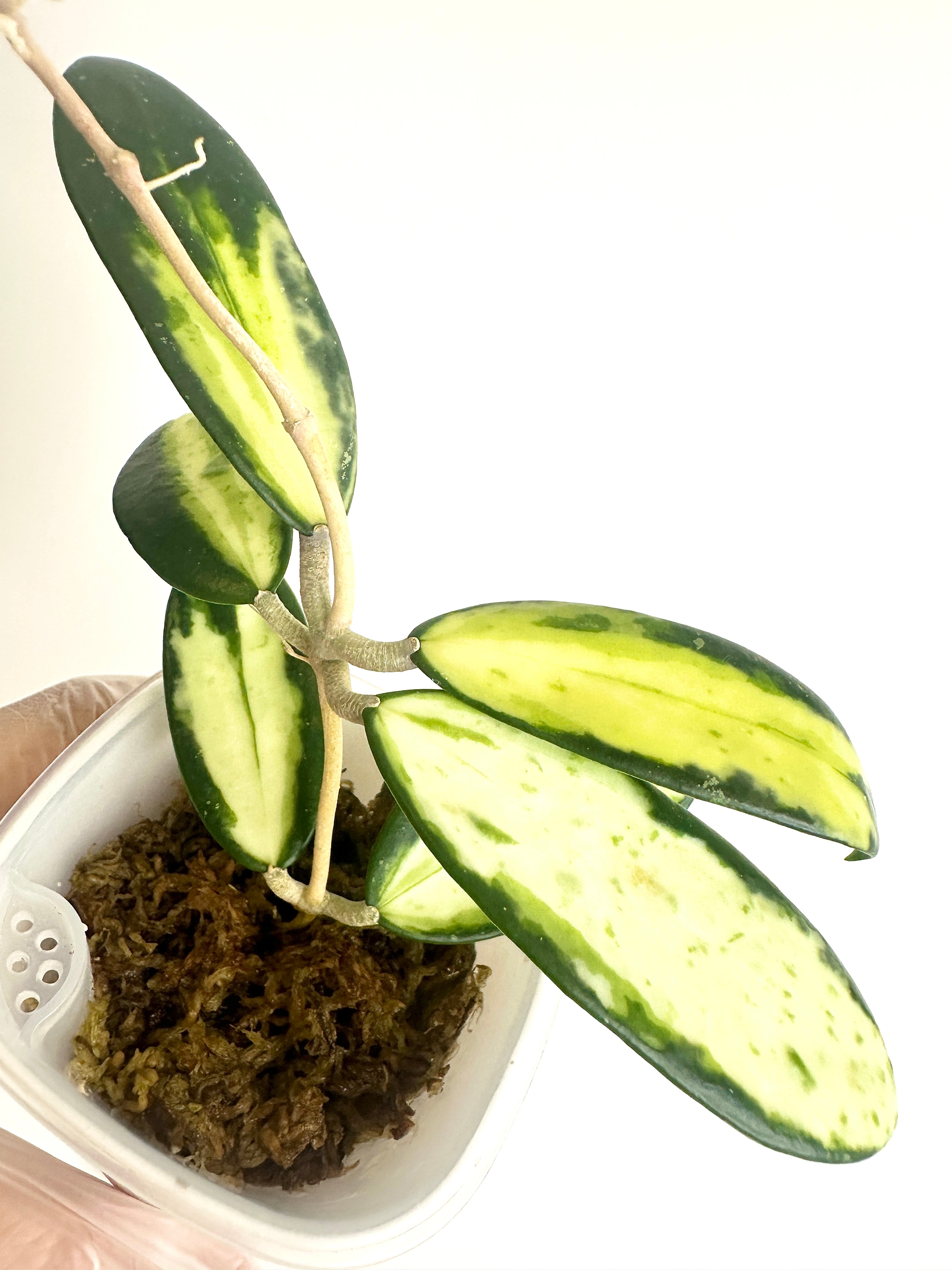 Hoya Acuta Albomarginata (with SWP)