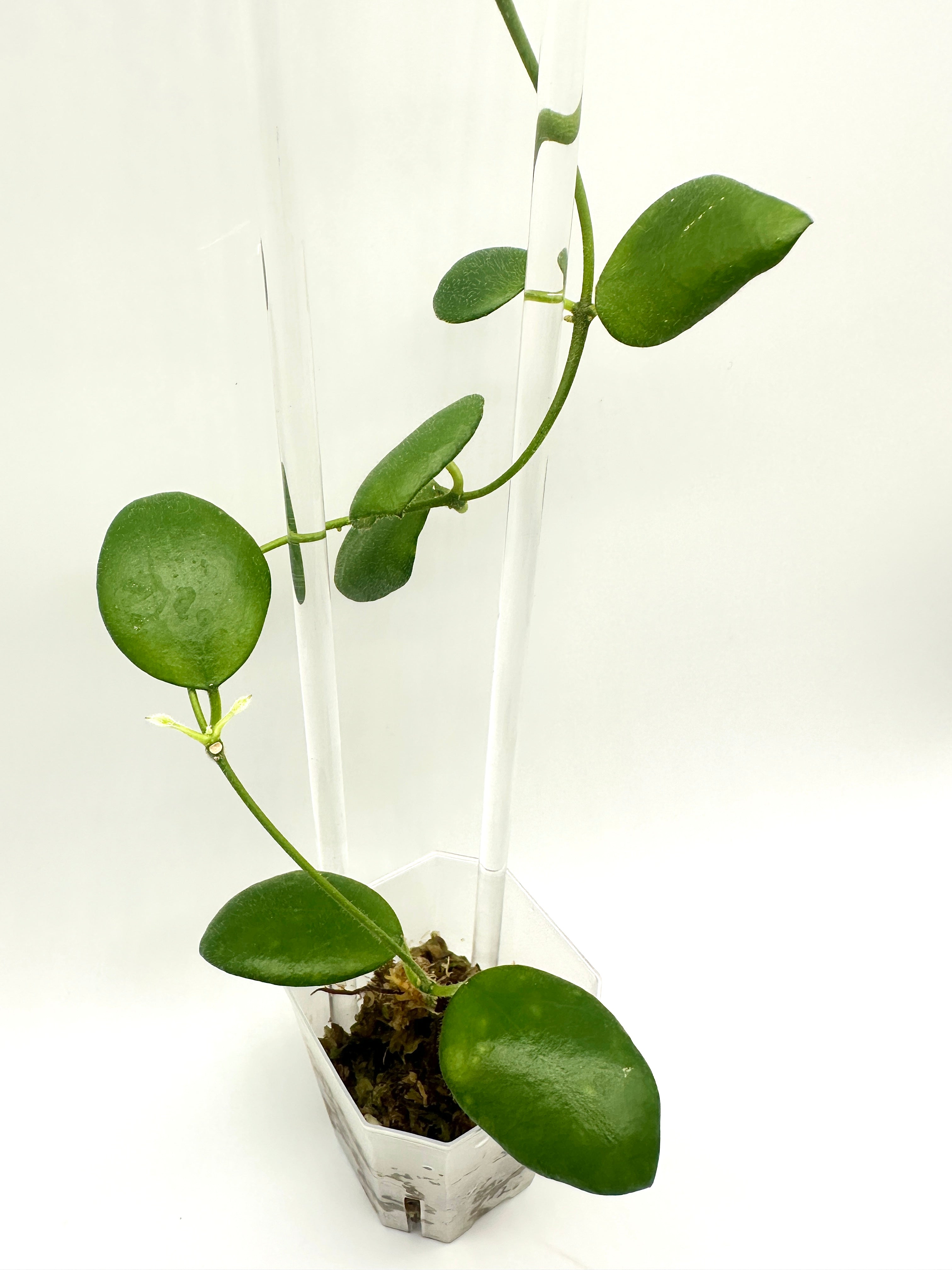 Hoya Sp. Pagar Alam
