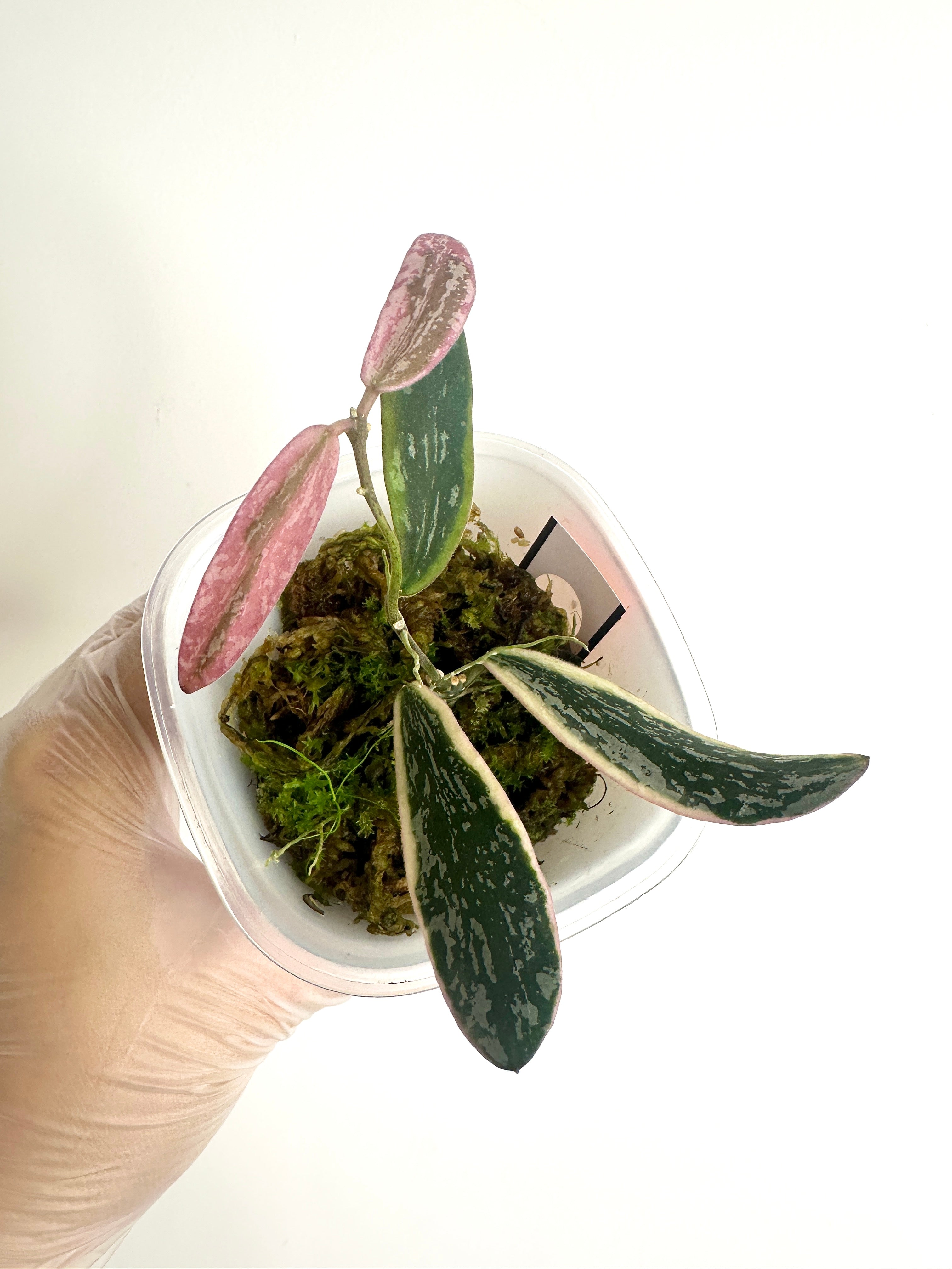 Hoya Sigillatis Albomarginata (with SWP)