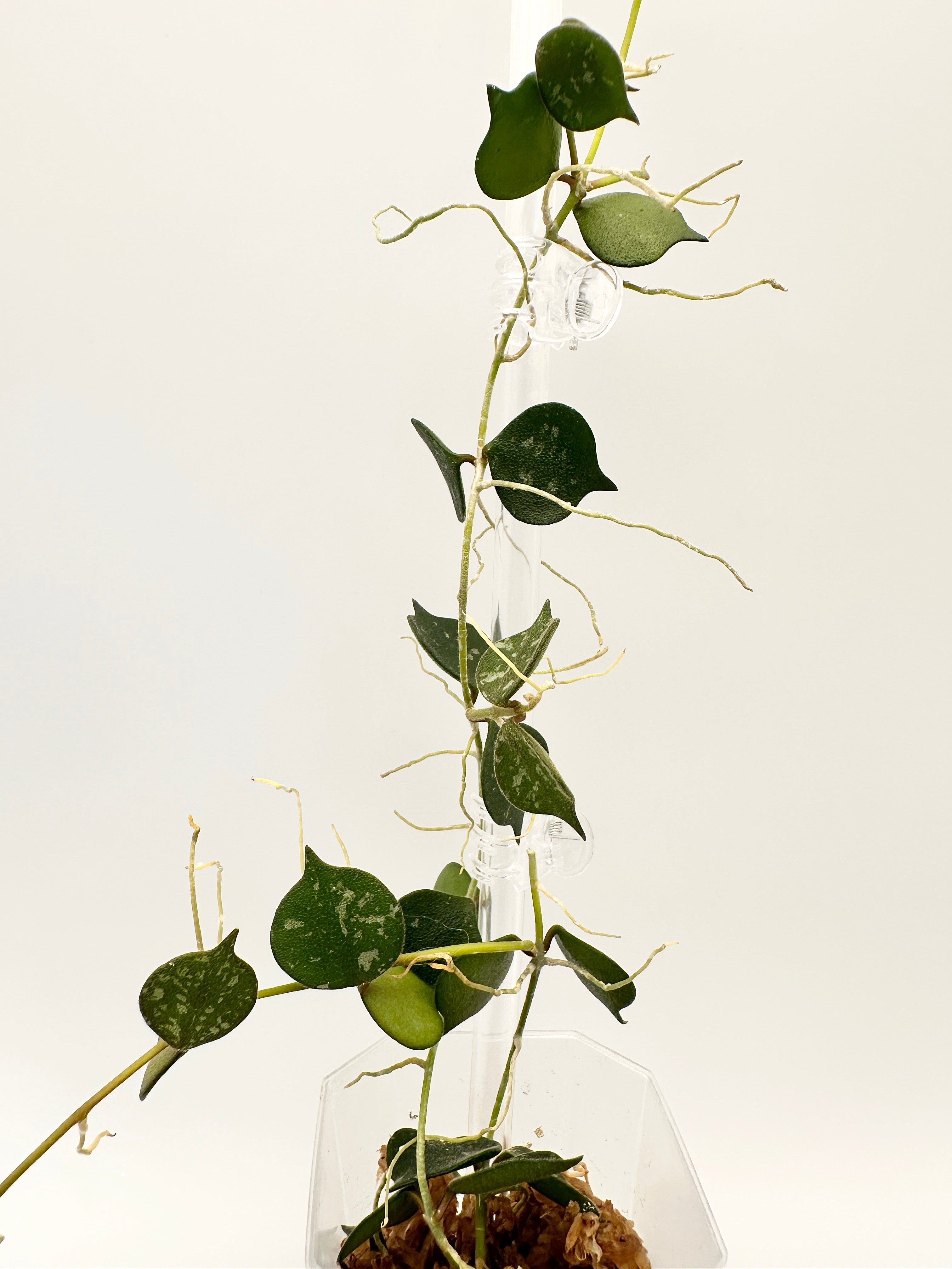 Hoya Curtisii Splash
