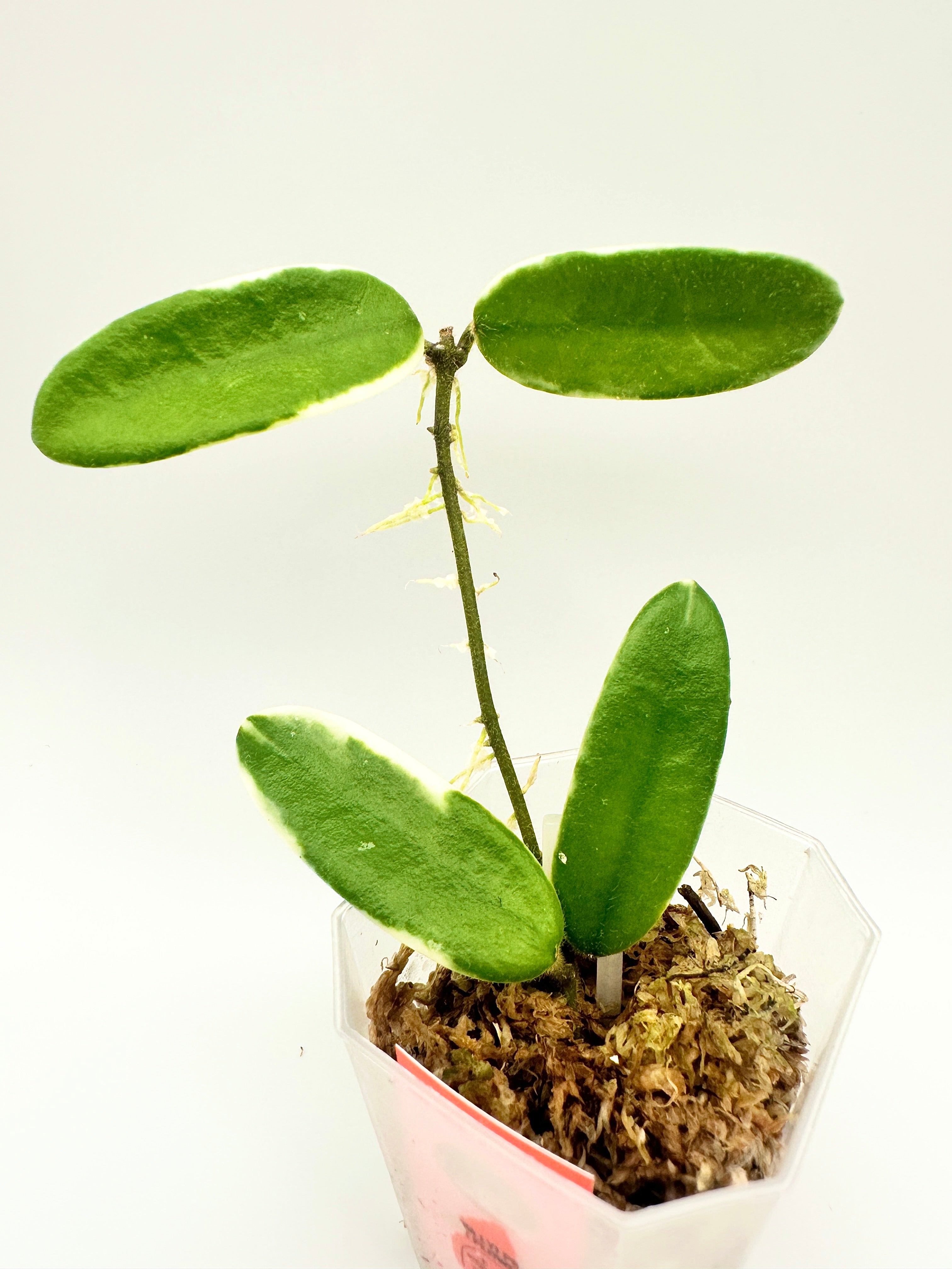 Hoya Lyi Prism - Pink Flower (D)