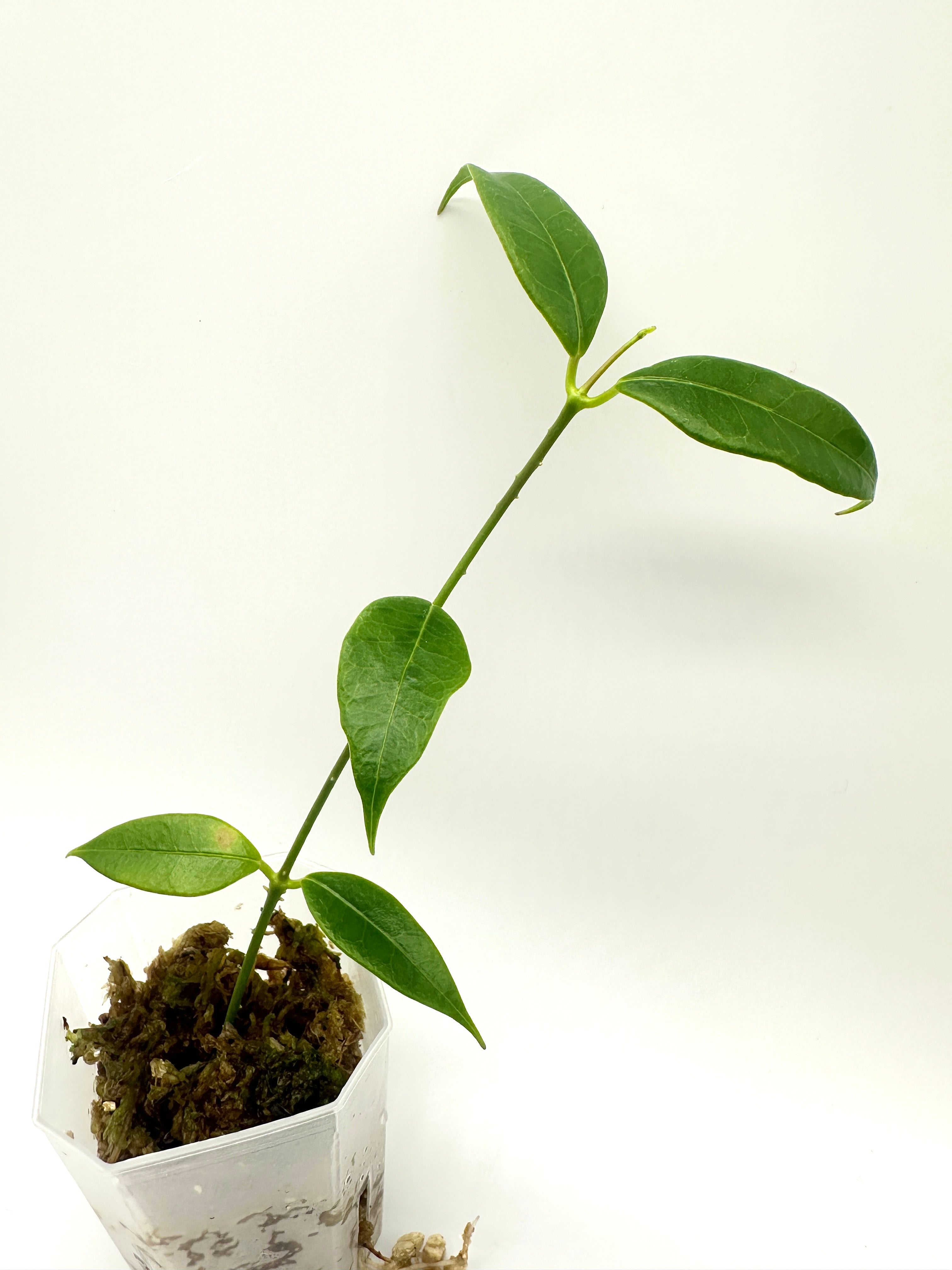Hoya Odorata