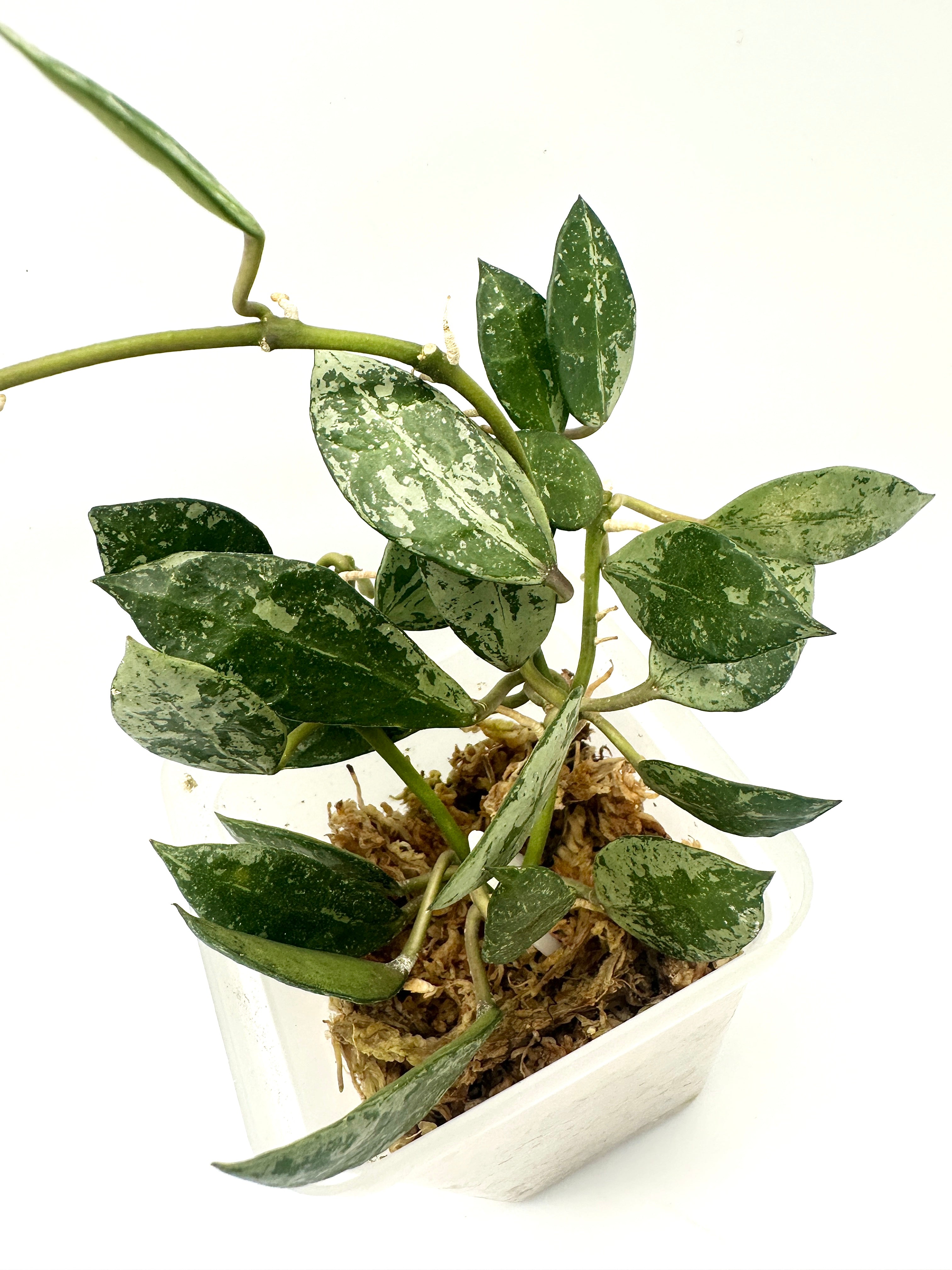 Hoya Lacunosa ‘Tiger Skin’