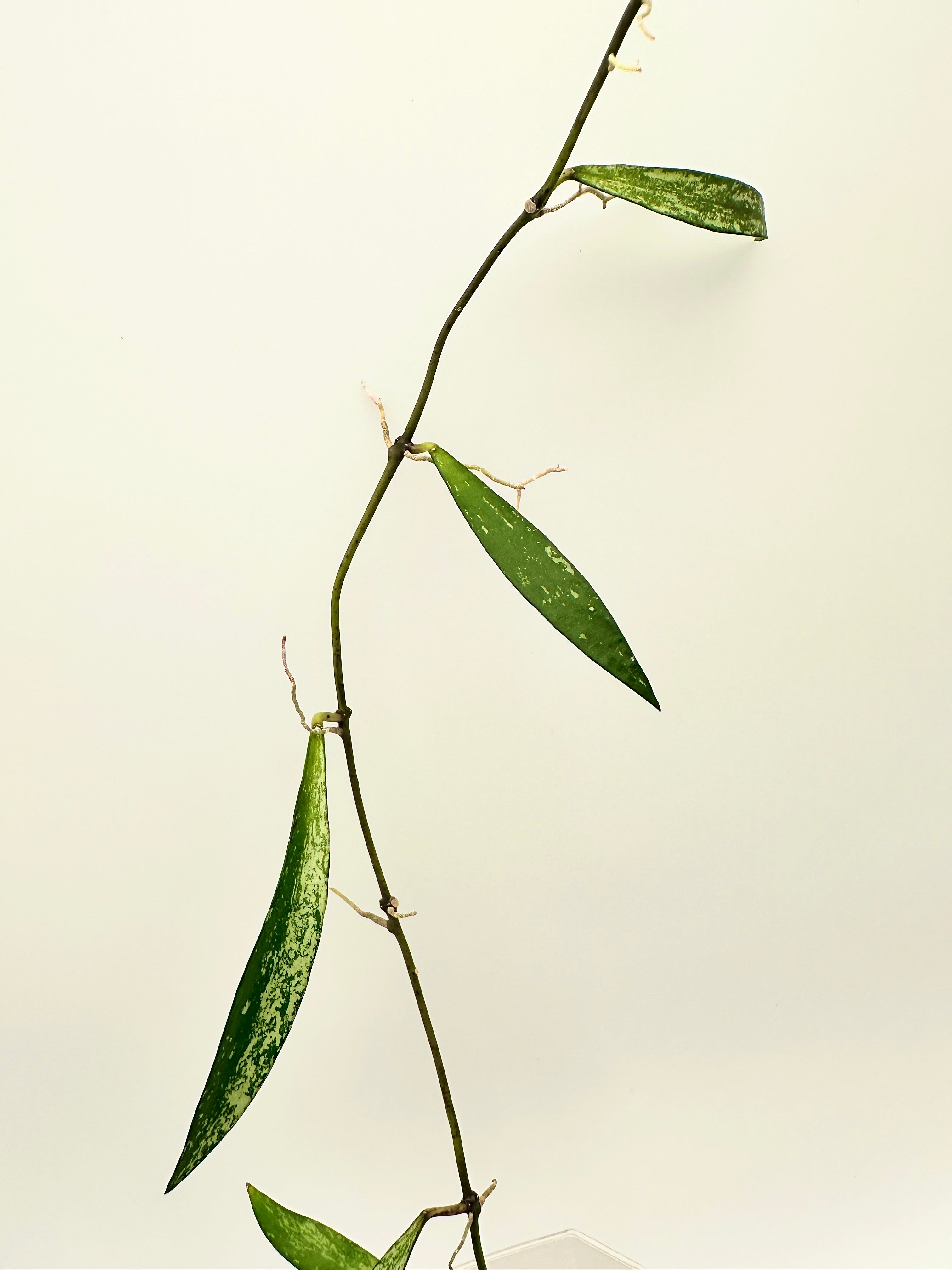 Hoya Sp. Tanggamus Bamboo Leaf Silver (B)