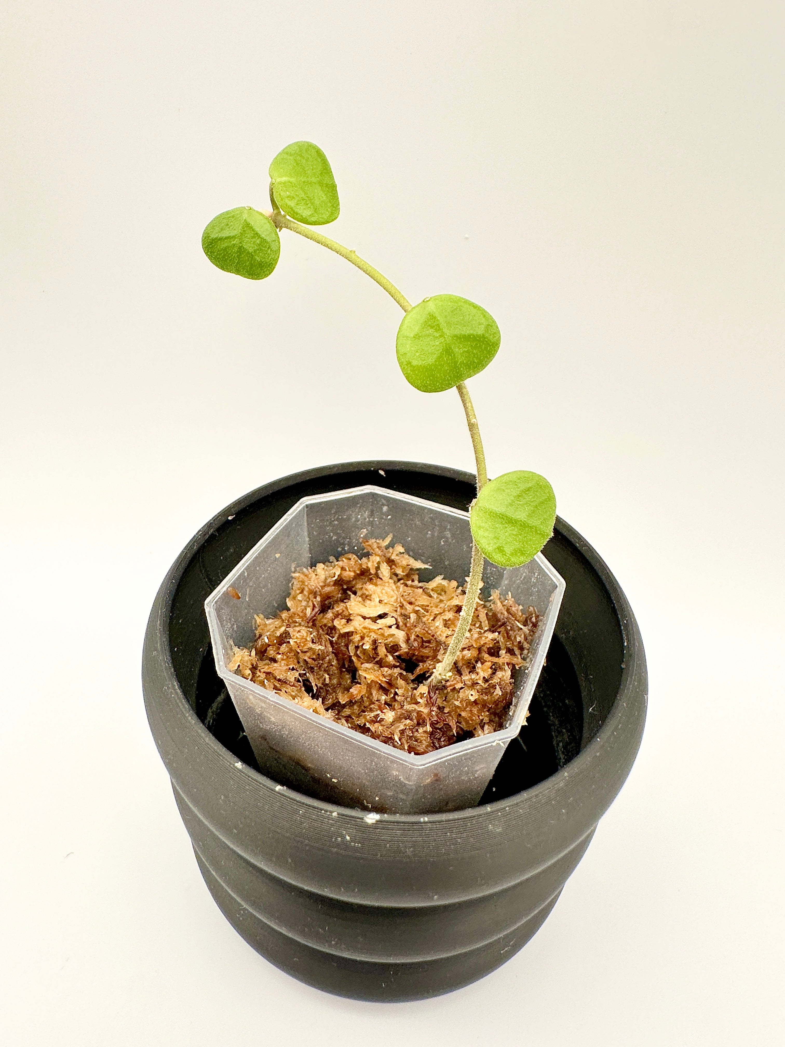 Hoya Obcordata