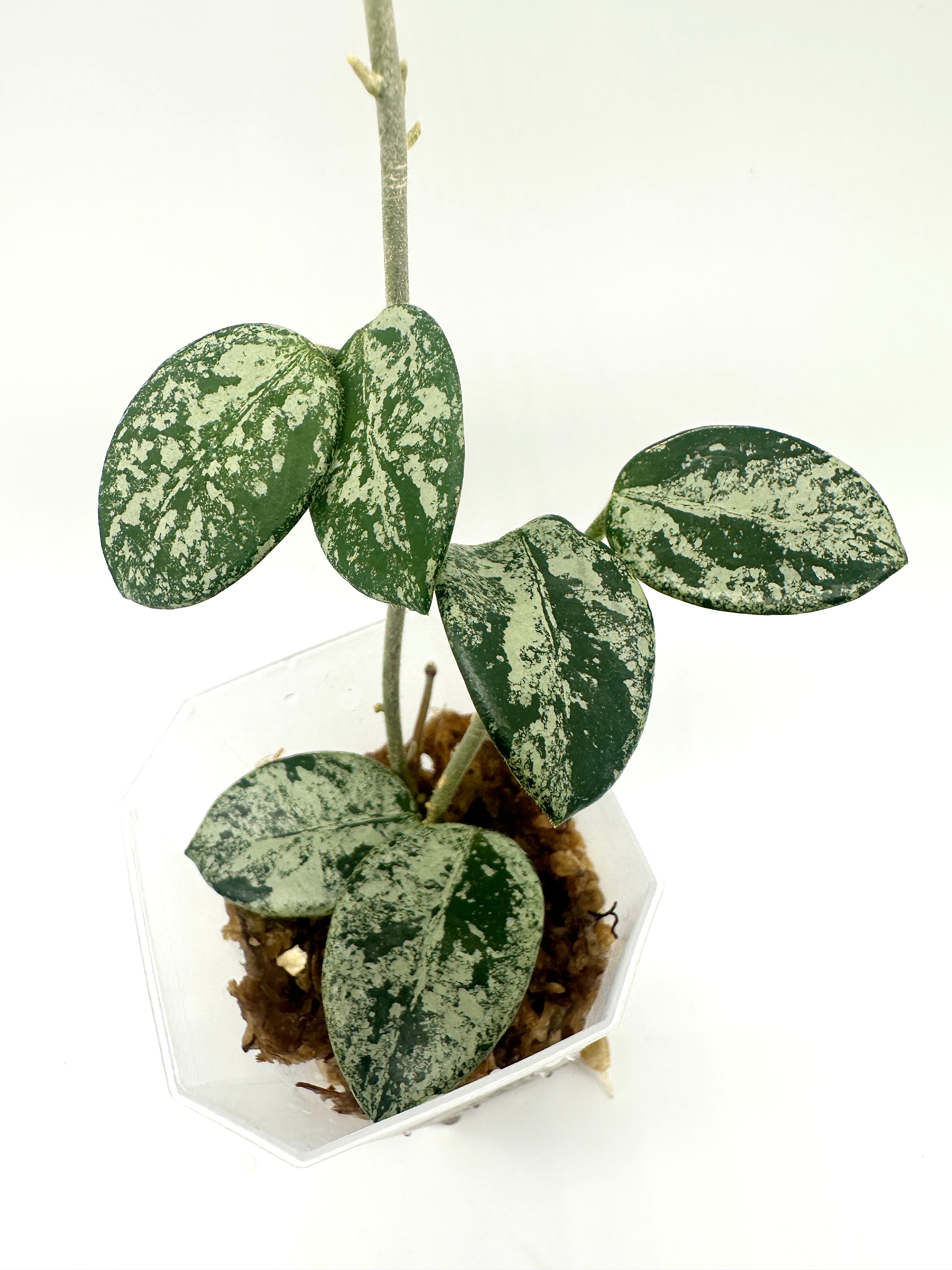 Hoya Mathilde (High Silver Splash)