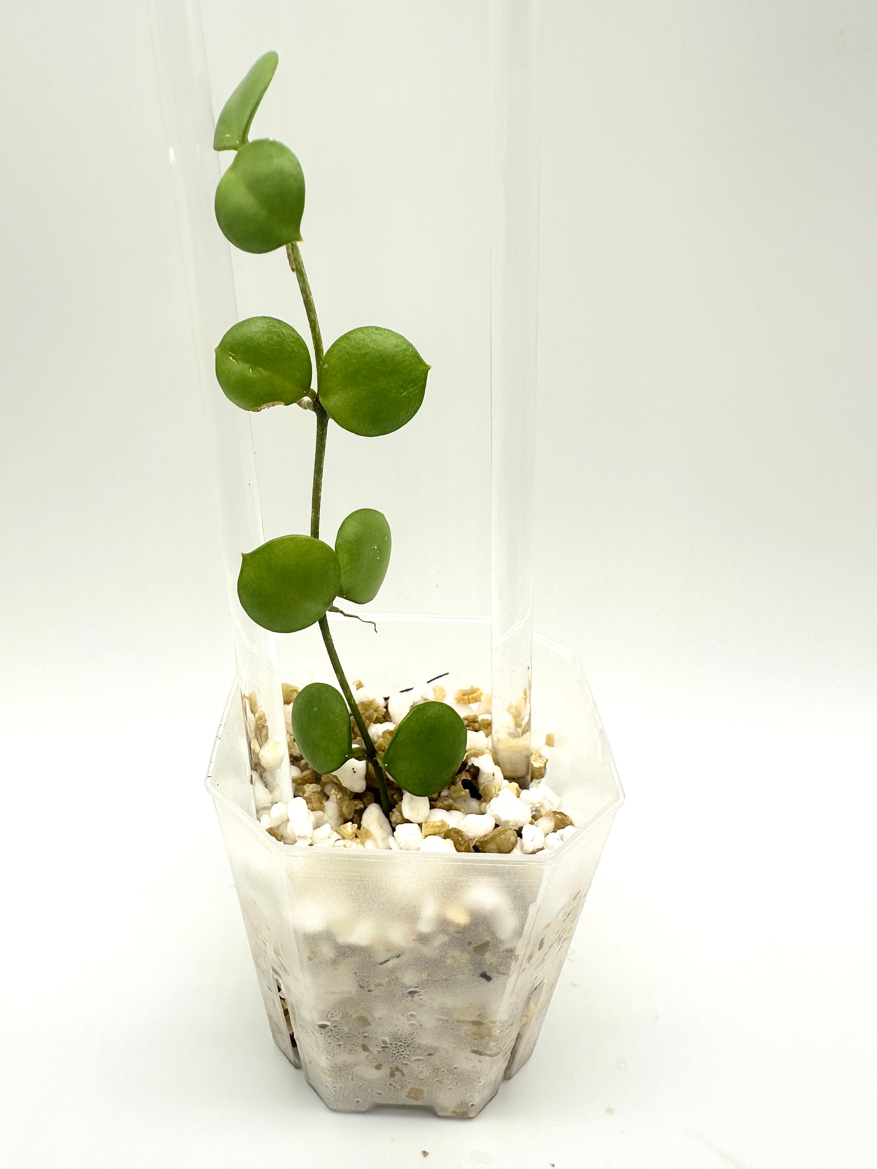 Hoya Peltata (A)