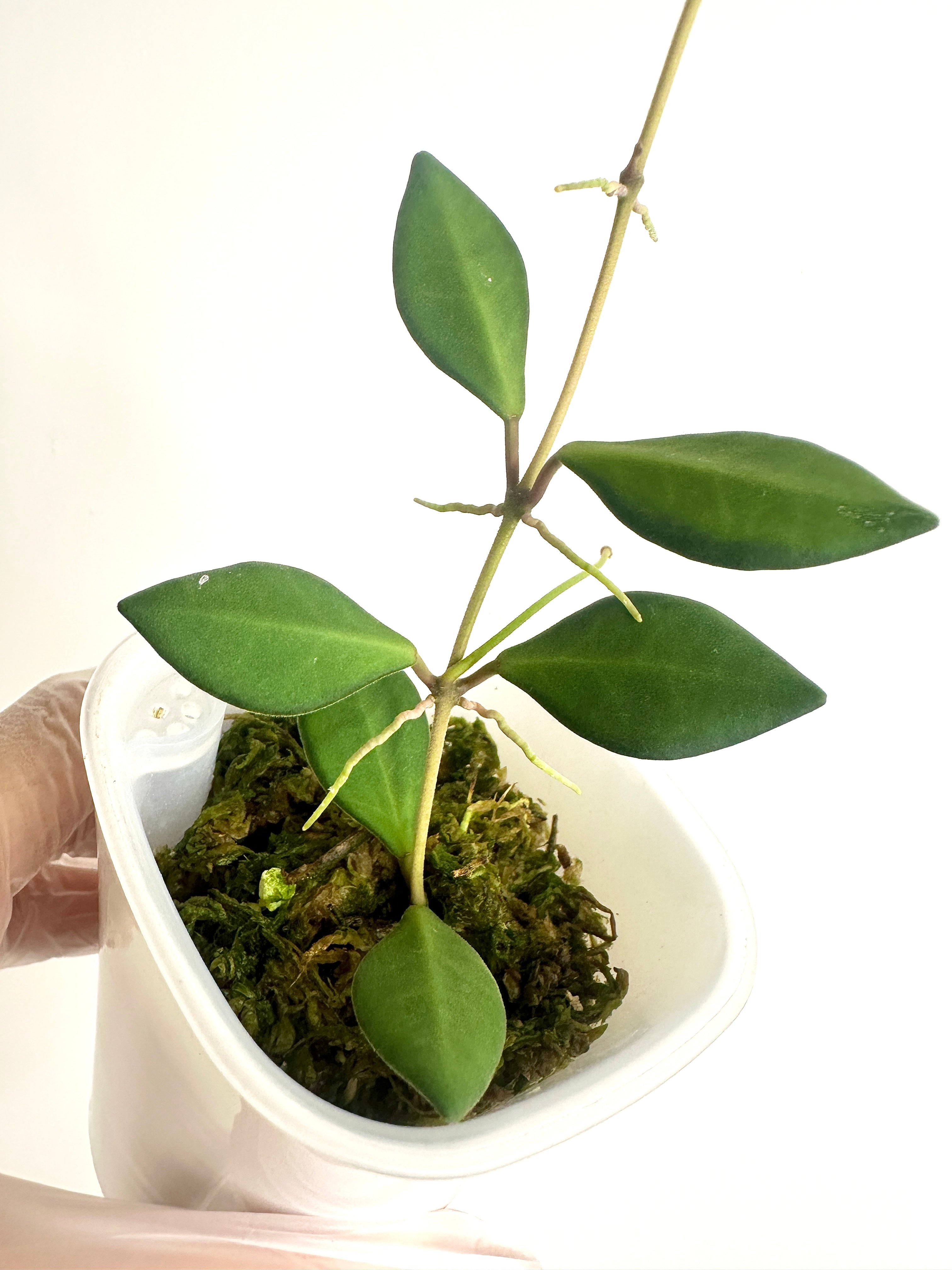 Hoya Aff. Burtoniae Var. (with SWP)