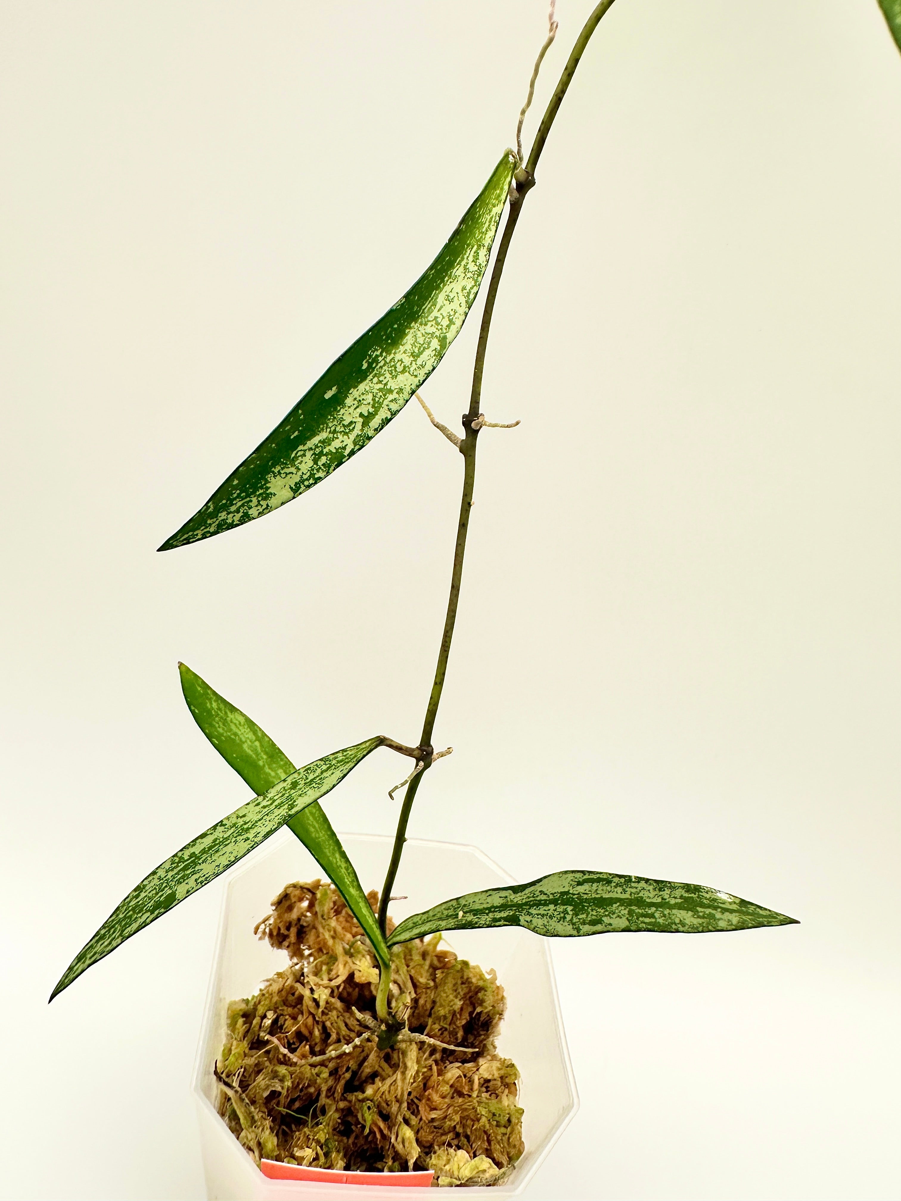 Hoya Sp. Tanggamus Bamboo Leaf Silver (B)