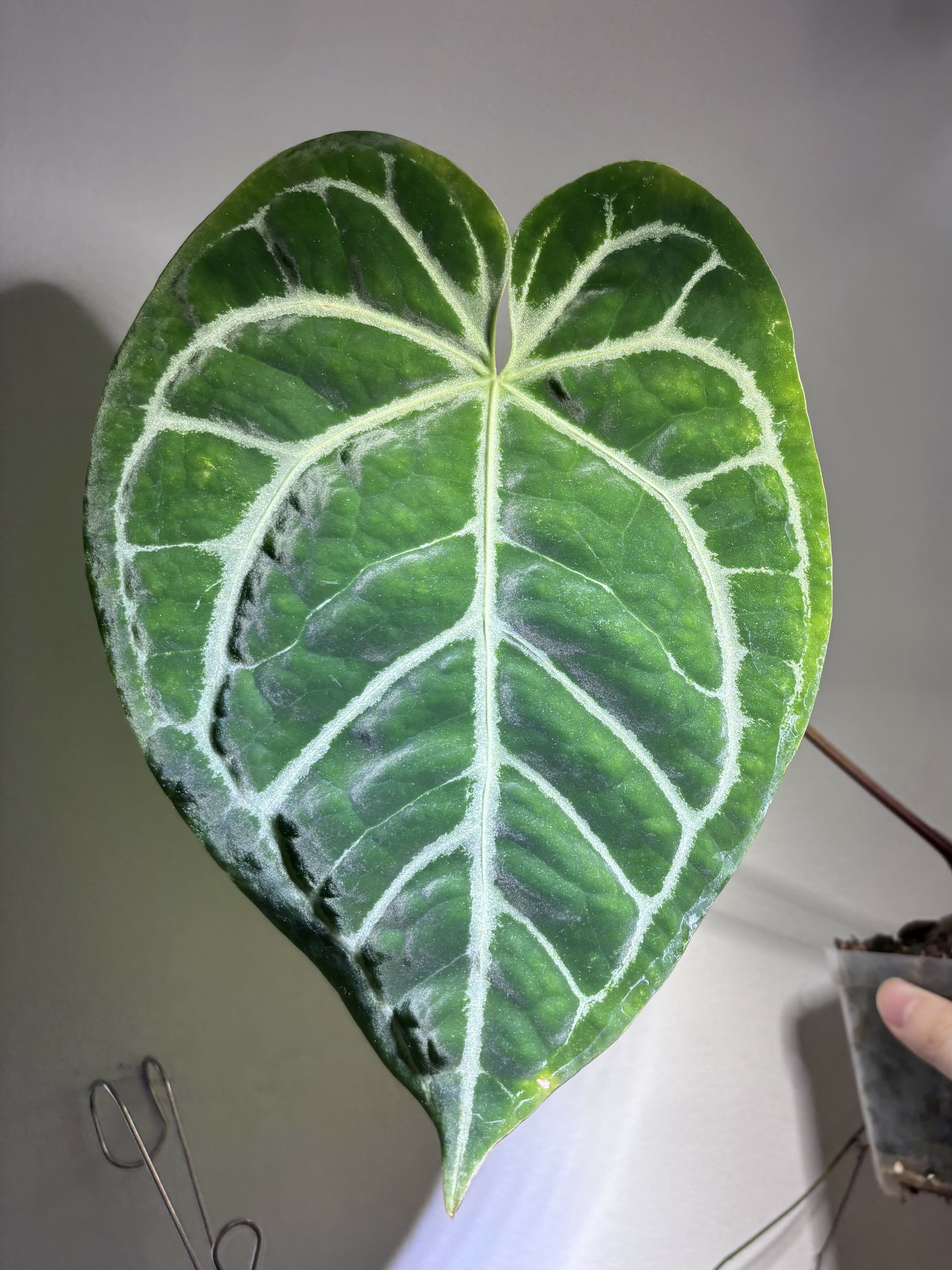 Anthurium CrystalMag x (BlackWidow x Michelle)