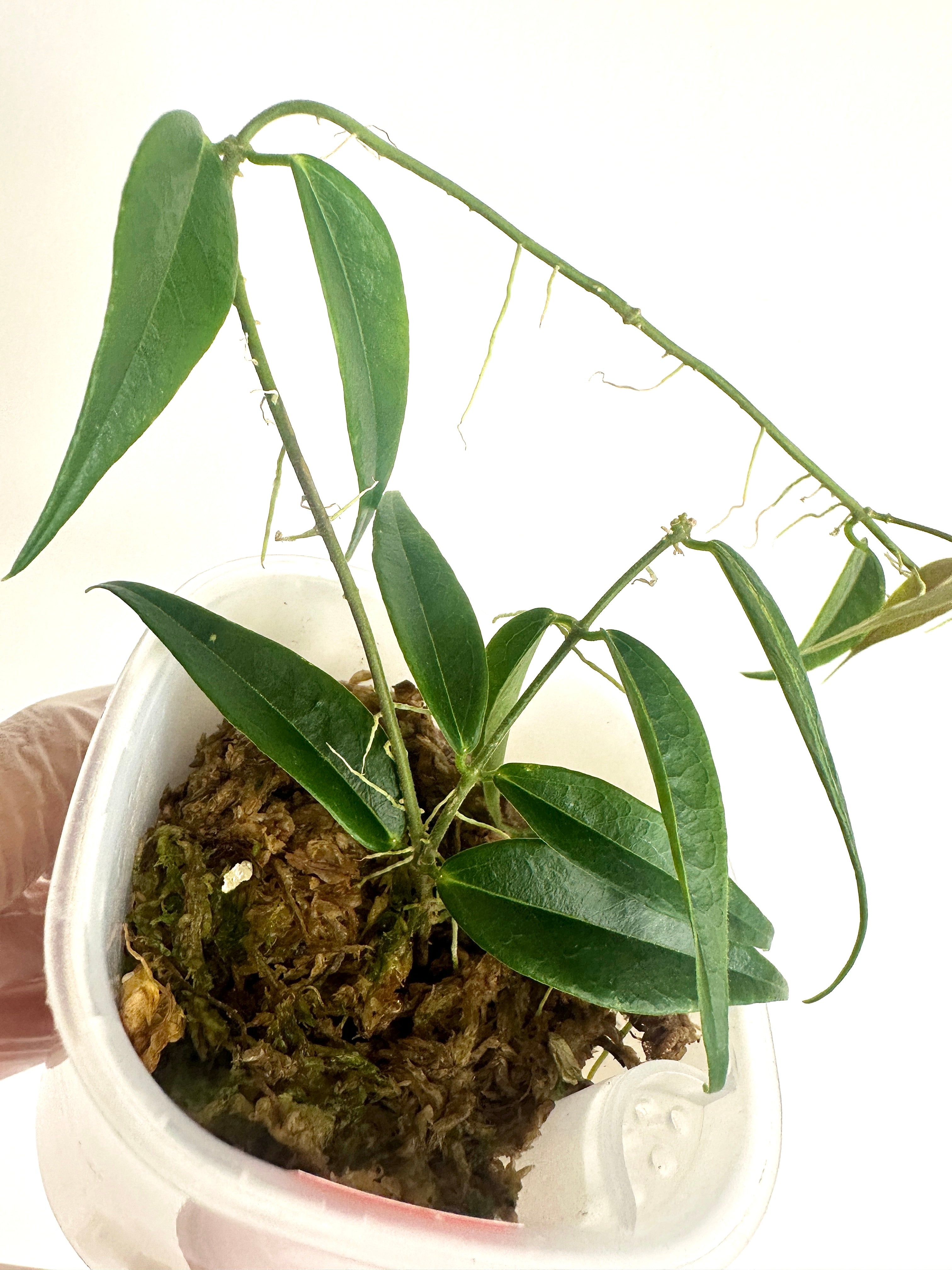Hoya Leucantha (with SWP)
