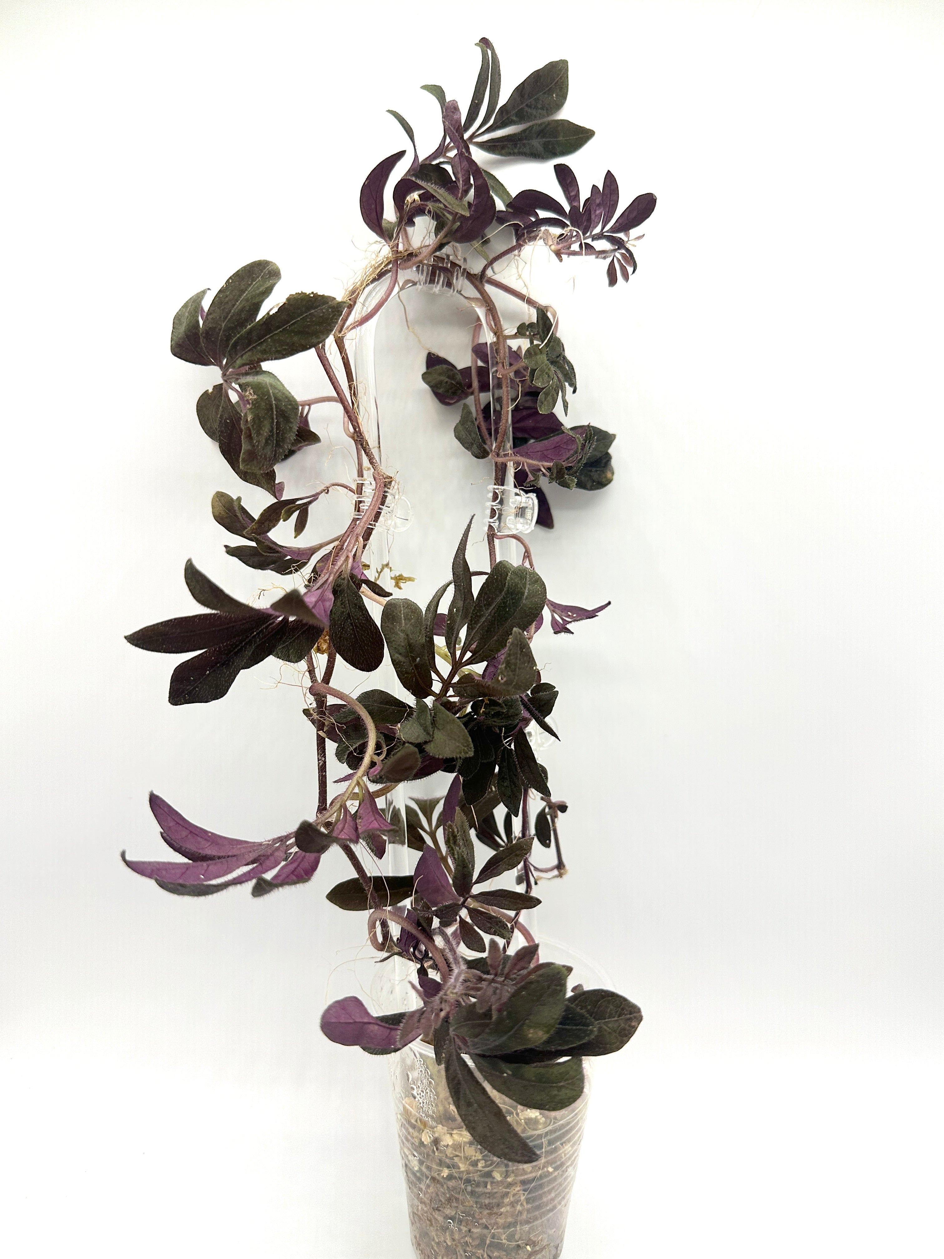 Solanum Uleanum