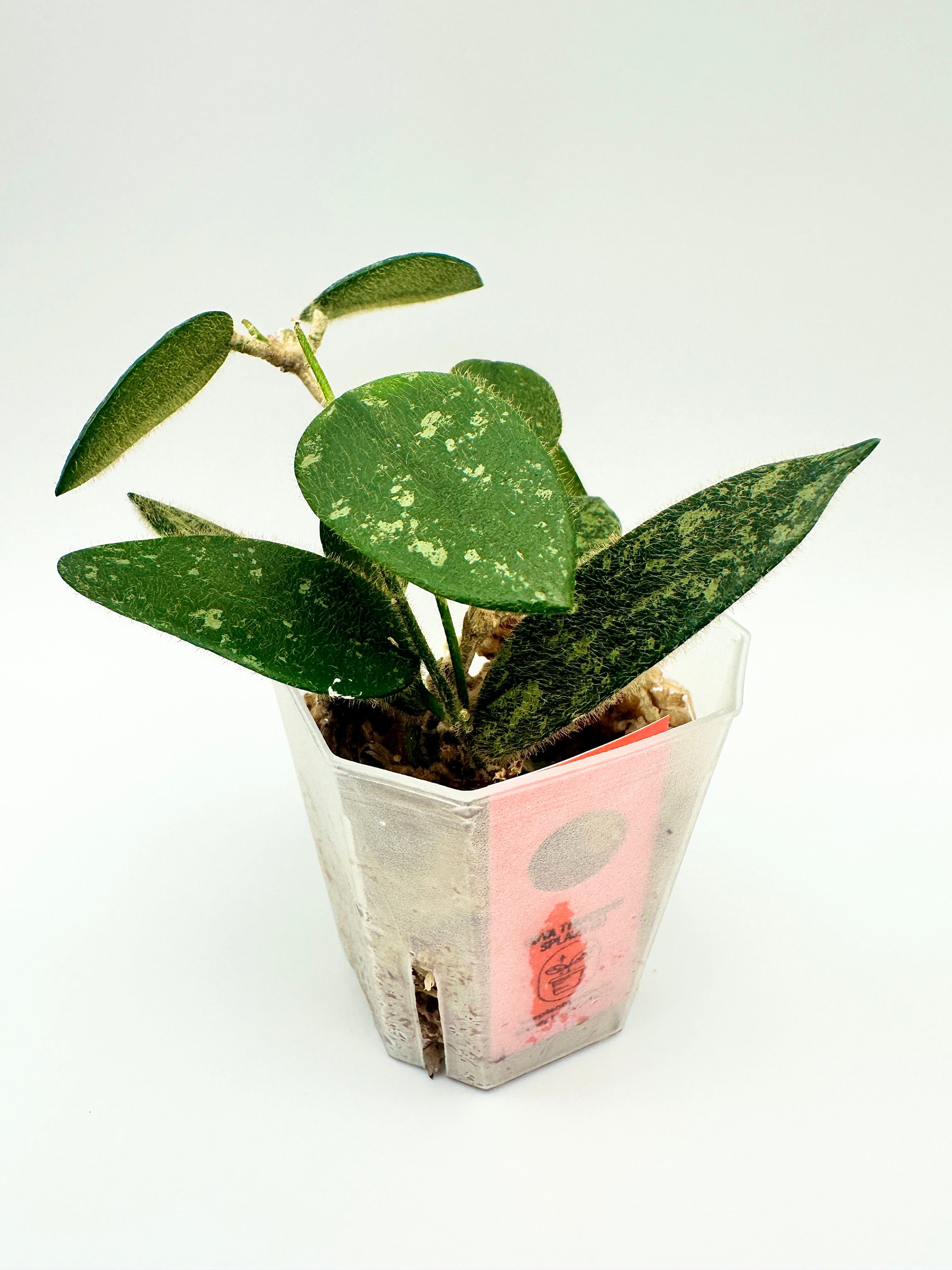 Hoya Thomsonii Splash (A)
