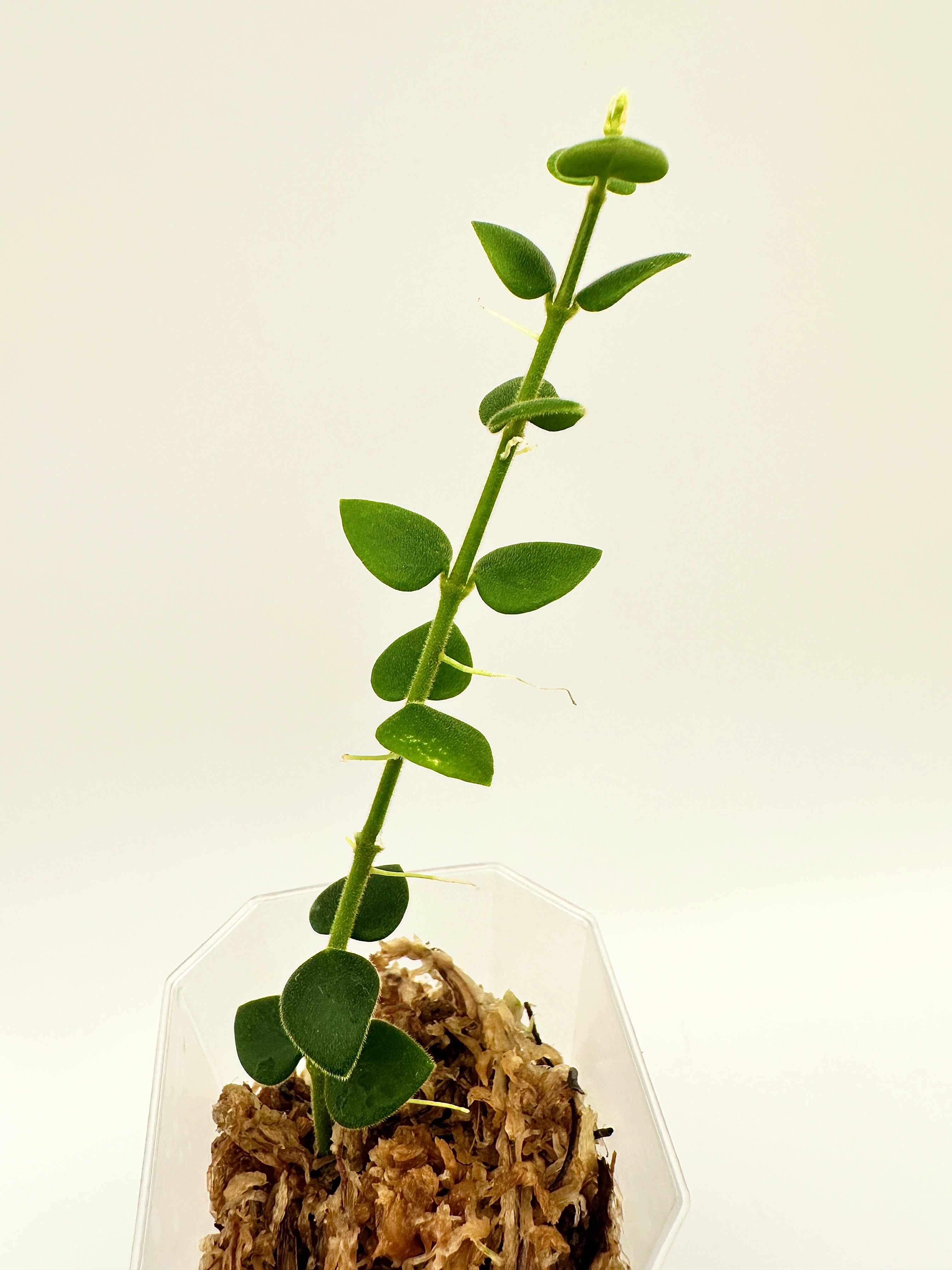 Hoya Chinghungensis  (A)