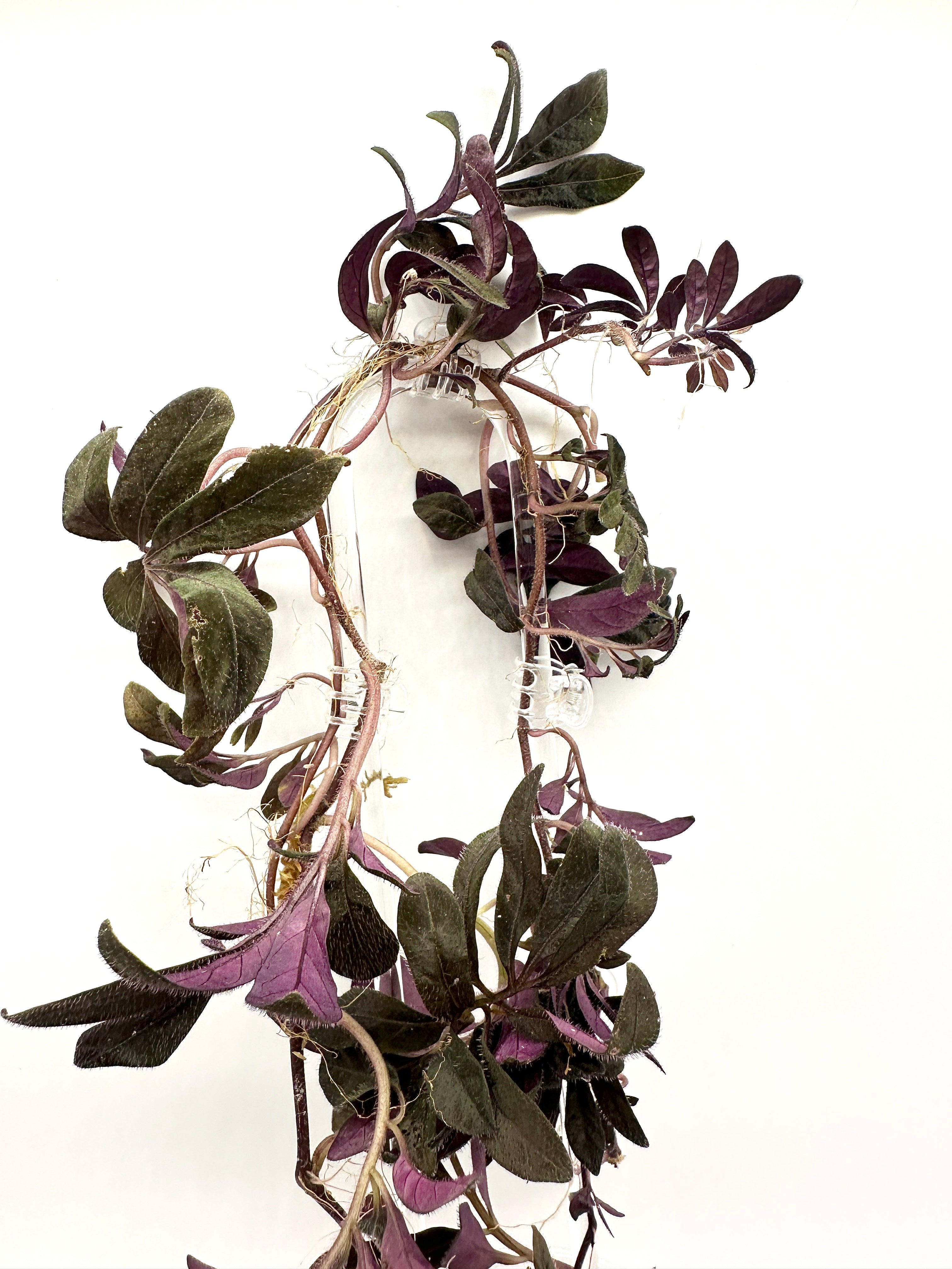 Solanum Uleanum