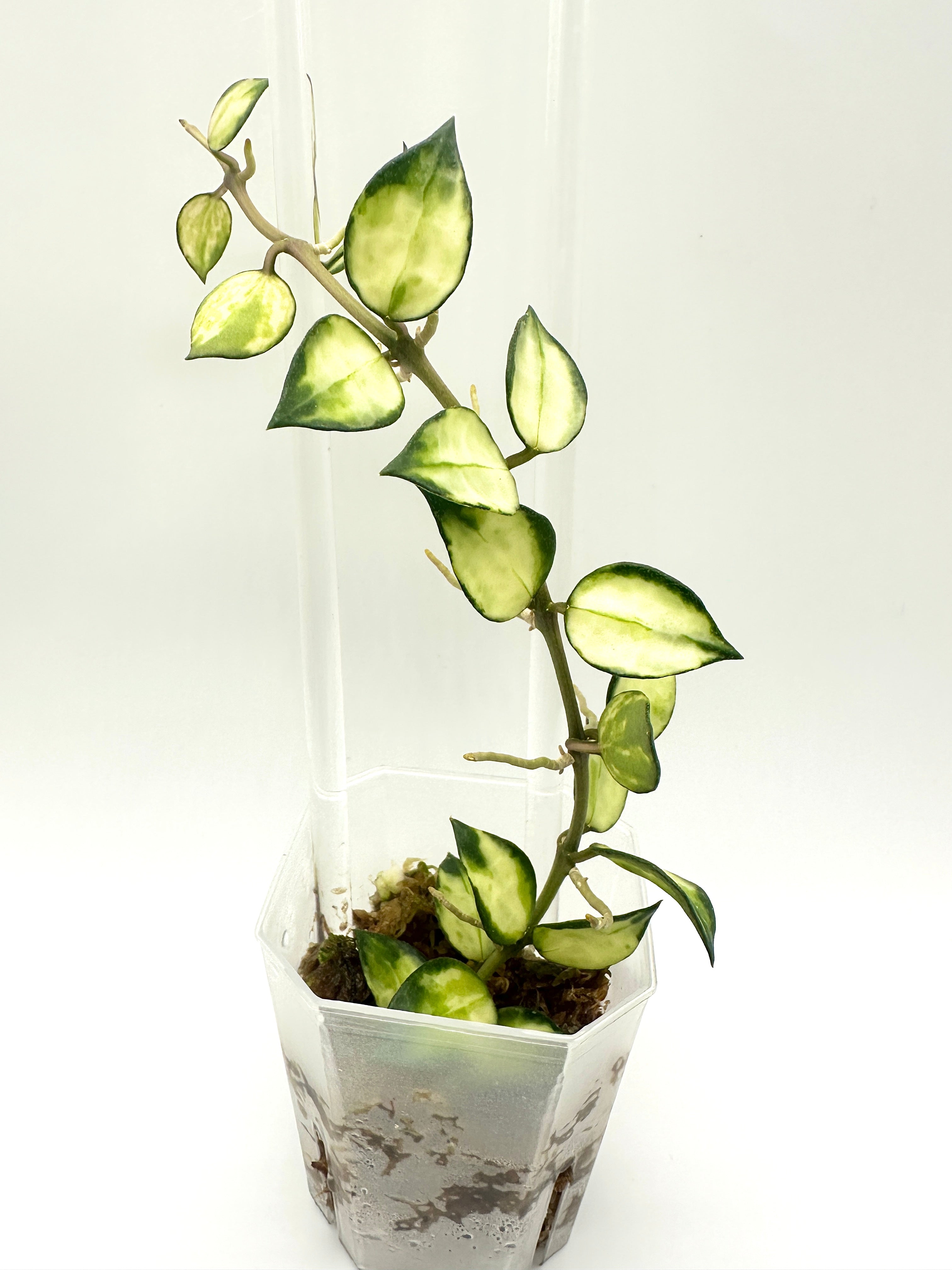 Hoya Lacunosa ‘Tricolour Bruno’