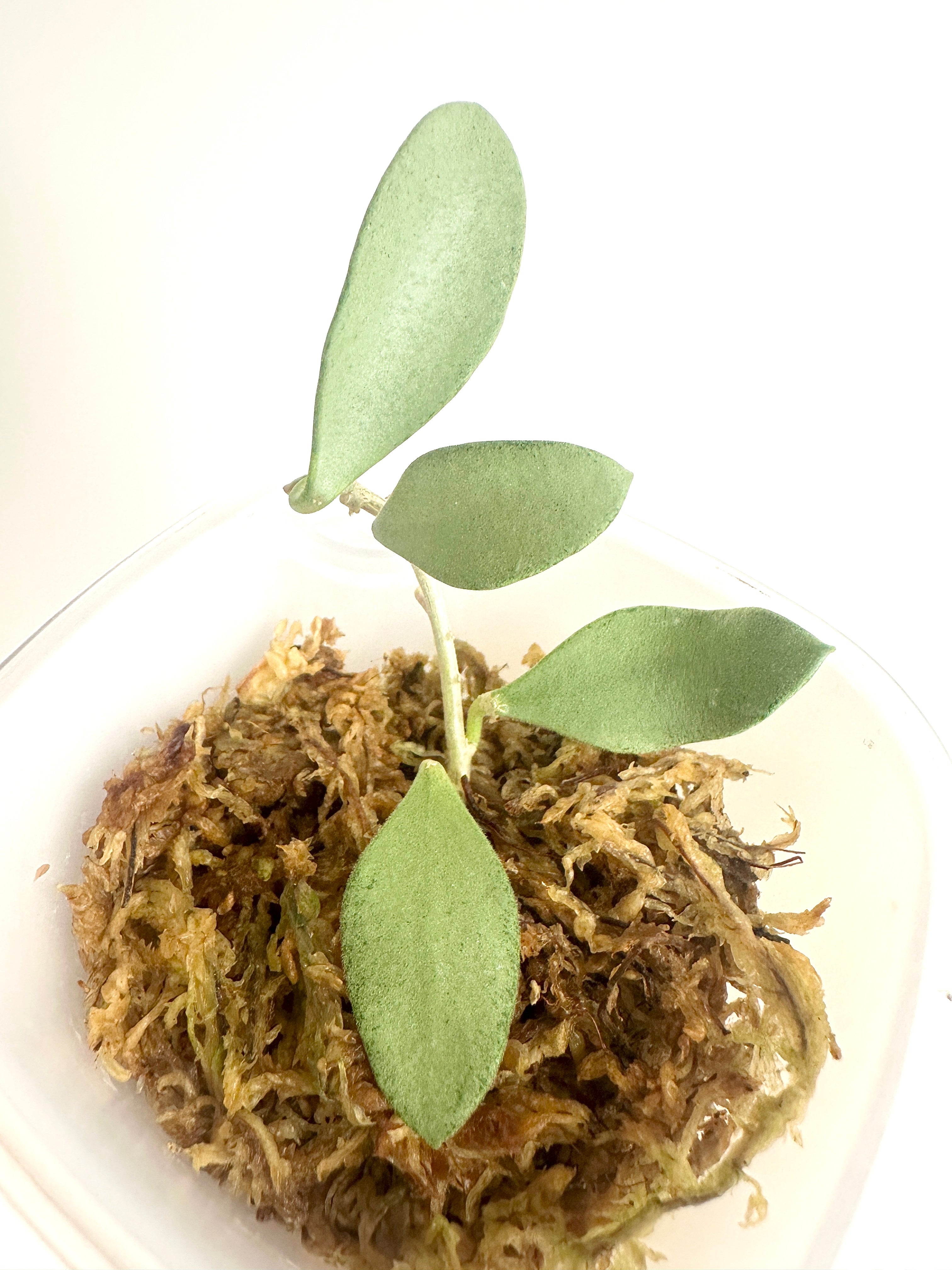 Hoya Nummularioides Silver (with SWP)