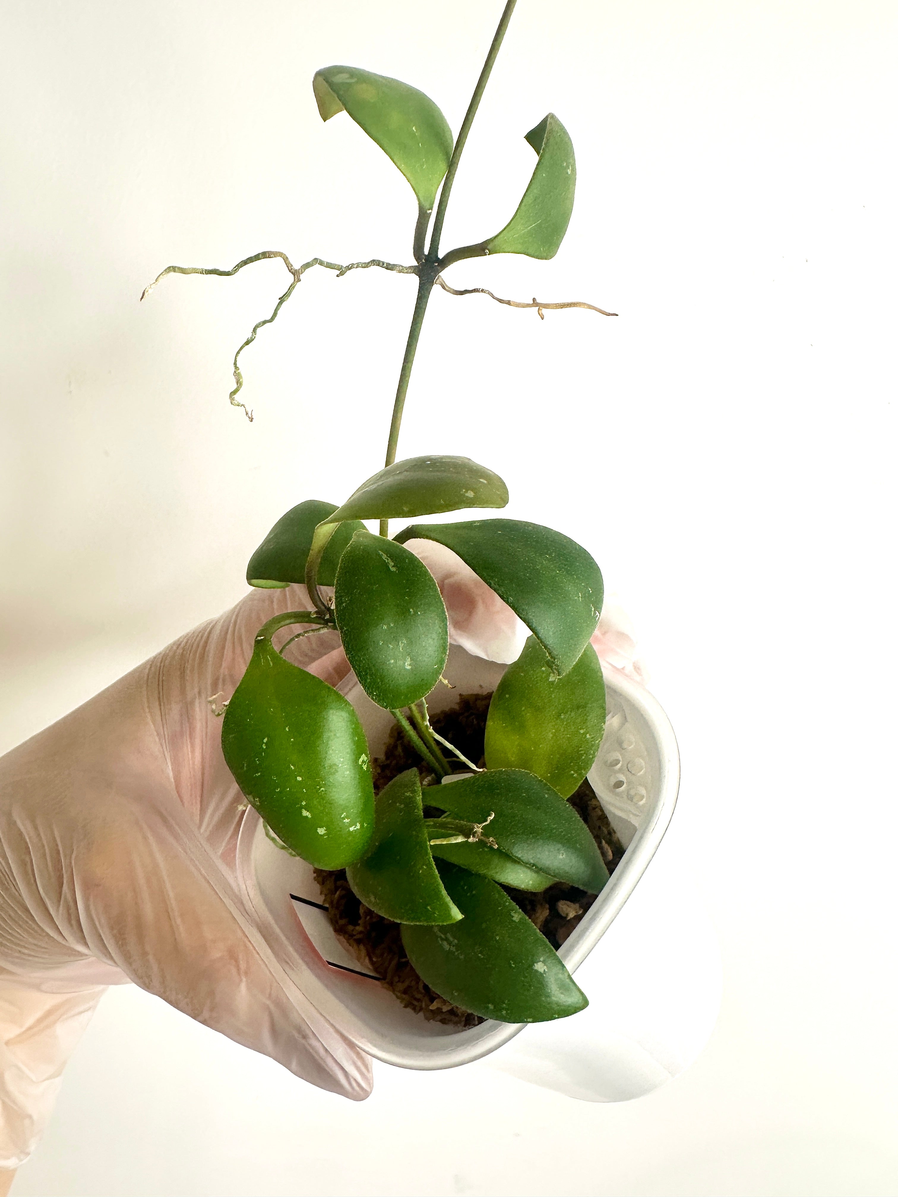 Hoya Brevialata (with SWP)