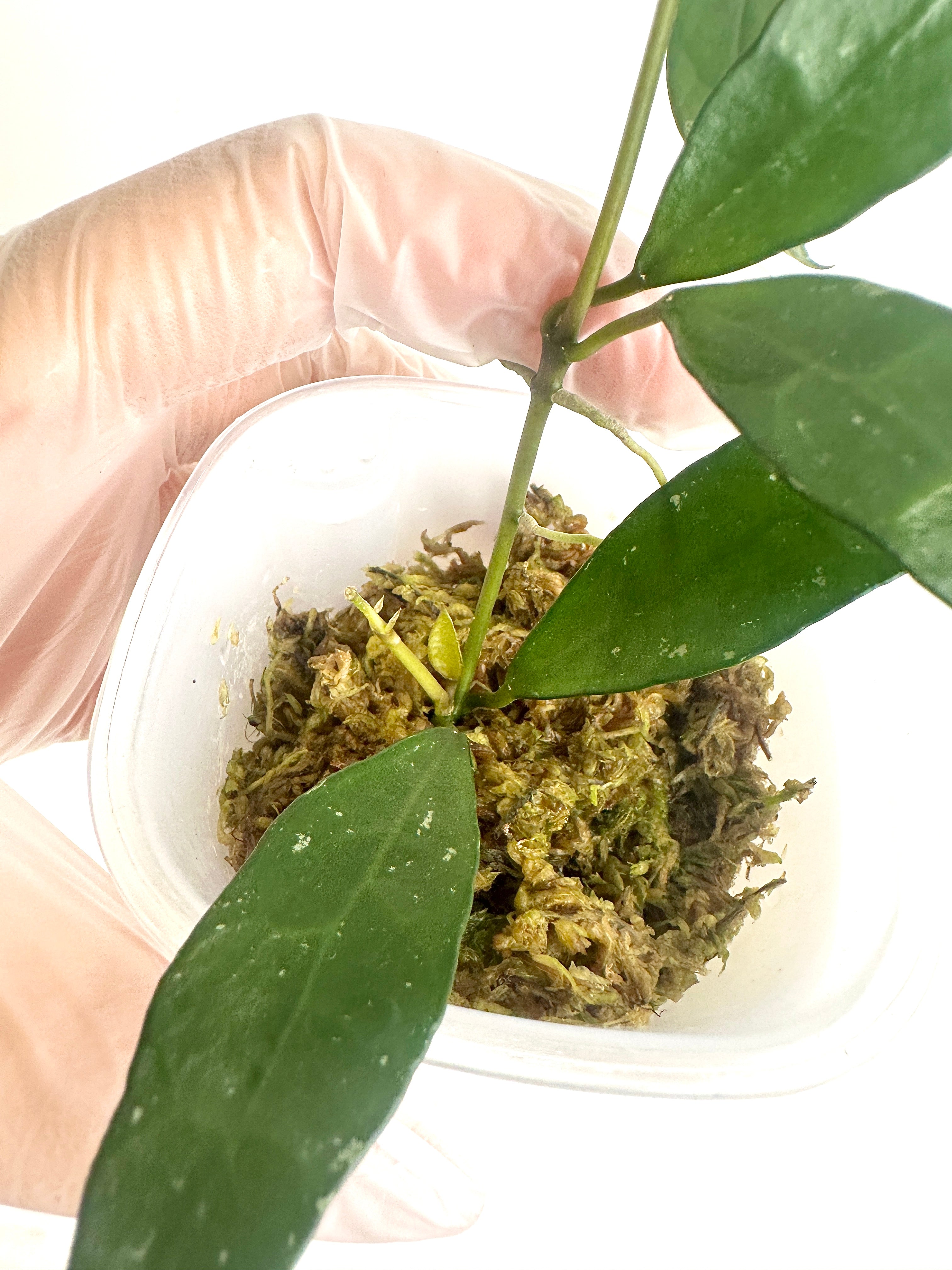 Hoya Lacunosa ‘Green Sword’ (with SWP)
